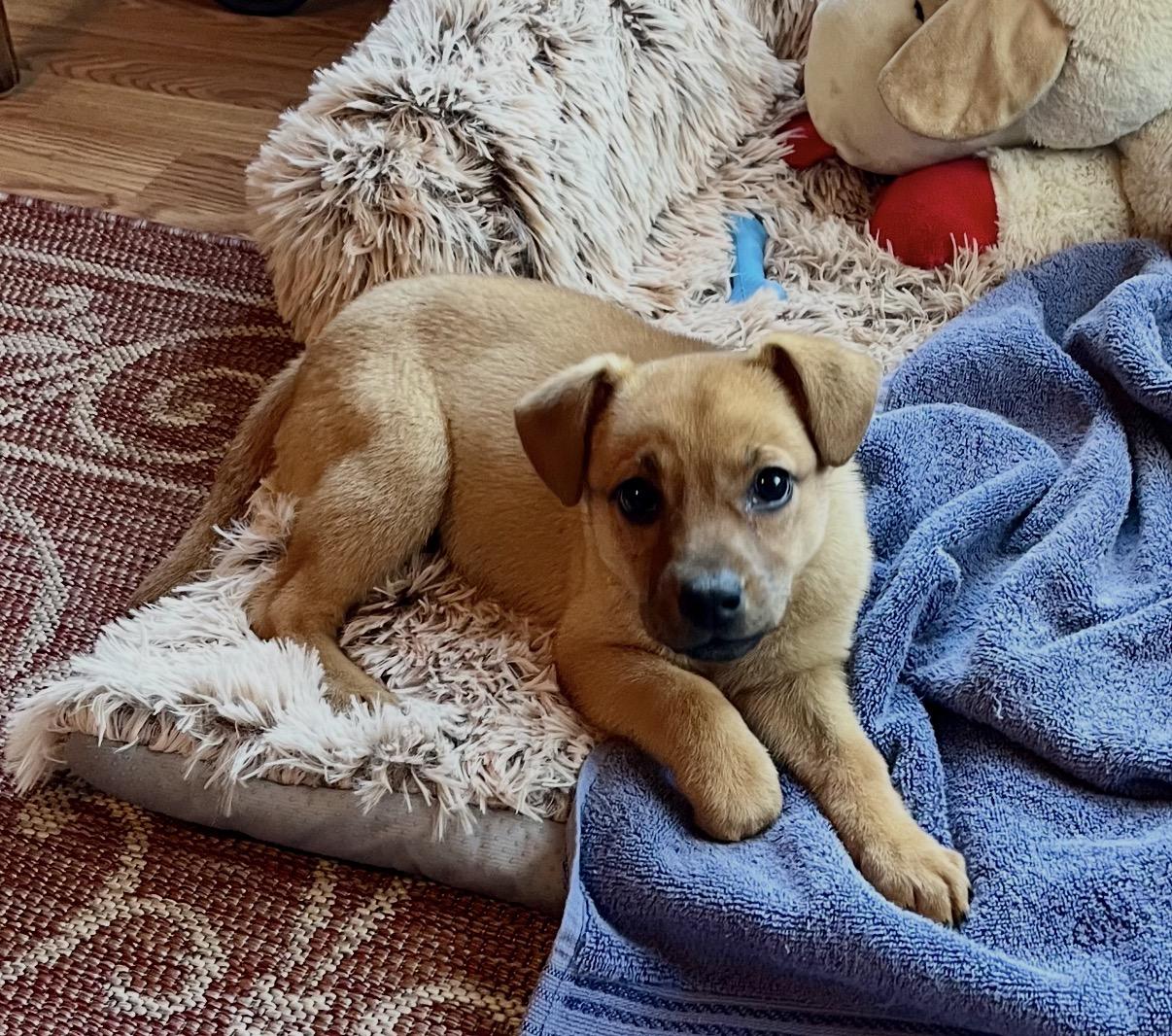 Fifi, Adoptable, Puppy Female Golden Retriever & Labrador Retriever.