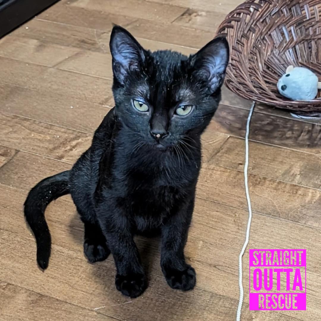 Enlarge Crow, a Adoptable Domestic Short Hair in Vancouver, BC image 2/4