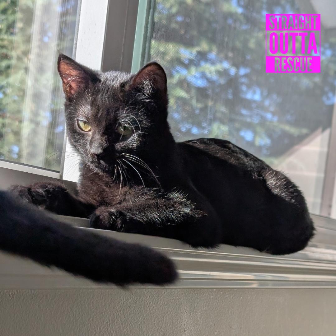 Crow, Adoptable, Kitten Male Domestic Short Hair.