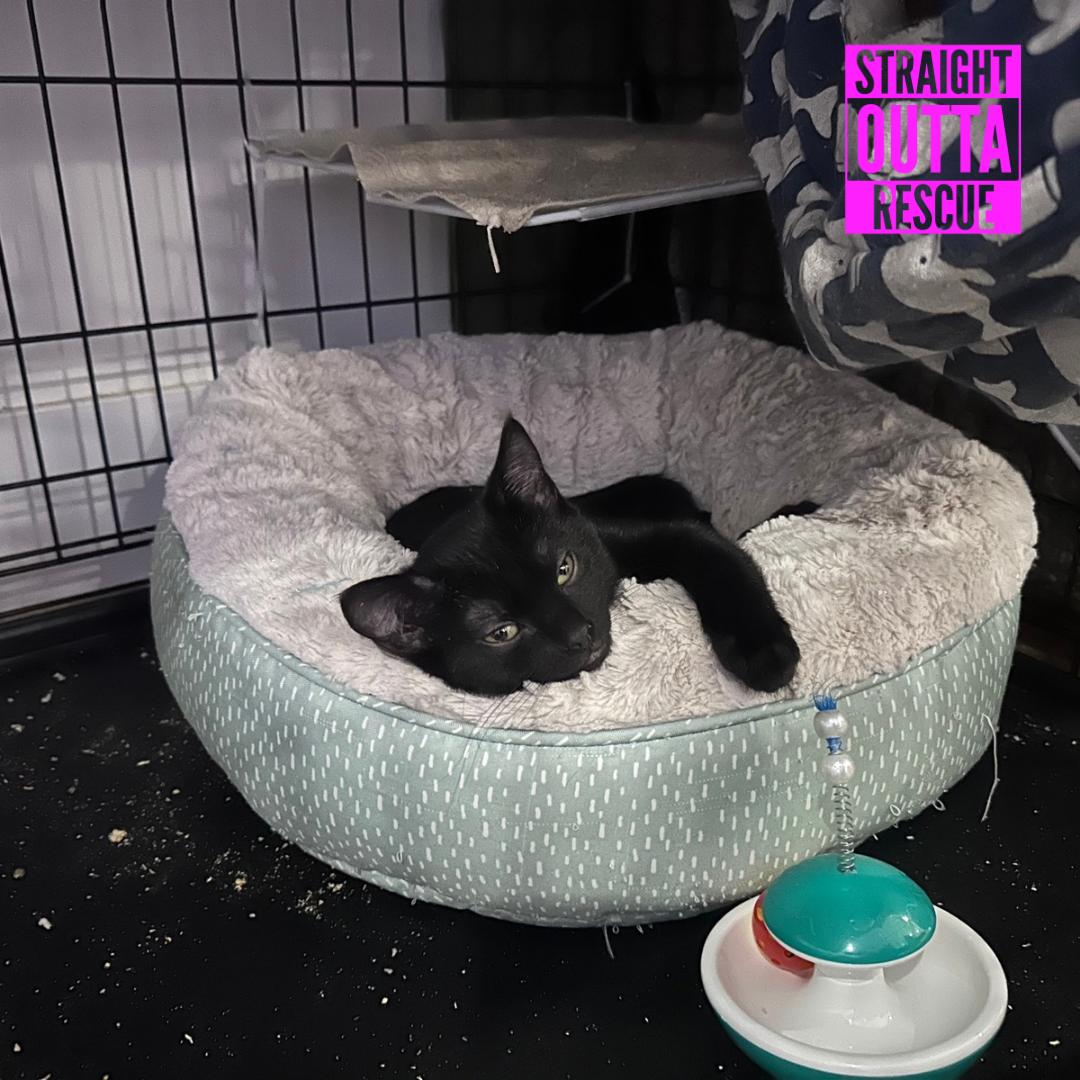 Enlarge Crow, a Adoptable Domestic Short Hair in Vancouver, BC image 4/4