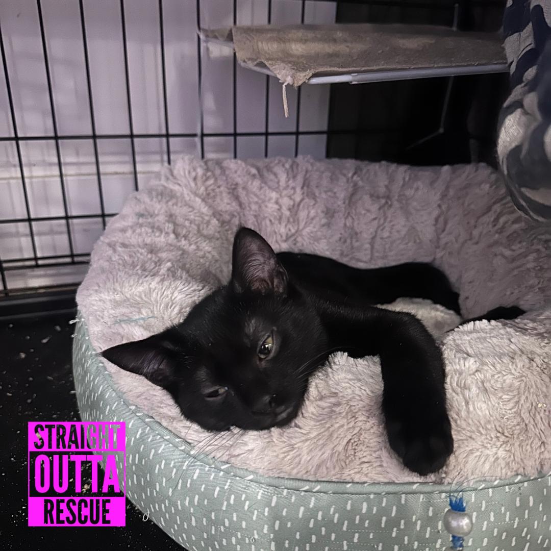Enlarge Crow, a Adoptable Domestic Short Hair in Vancouver, BC image 3/4