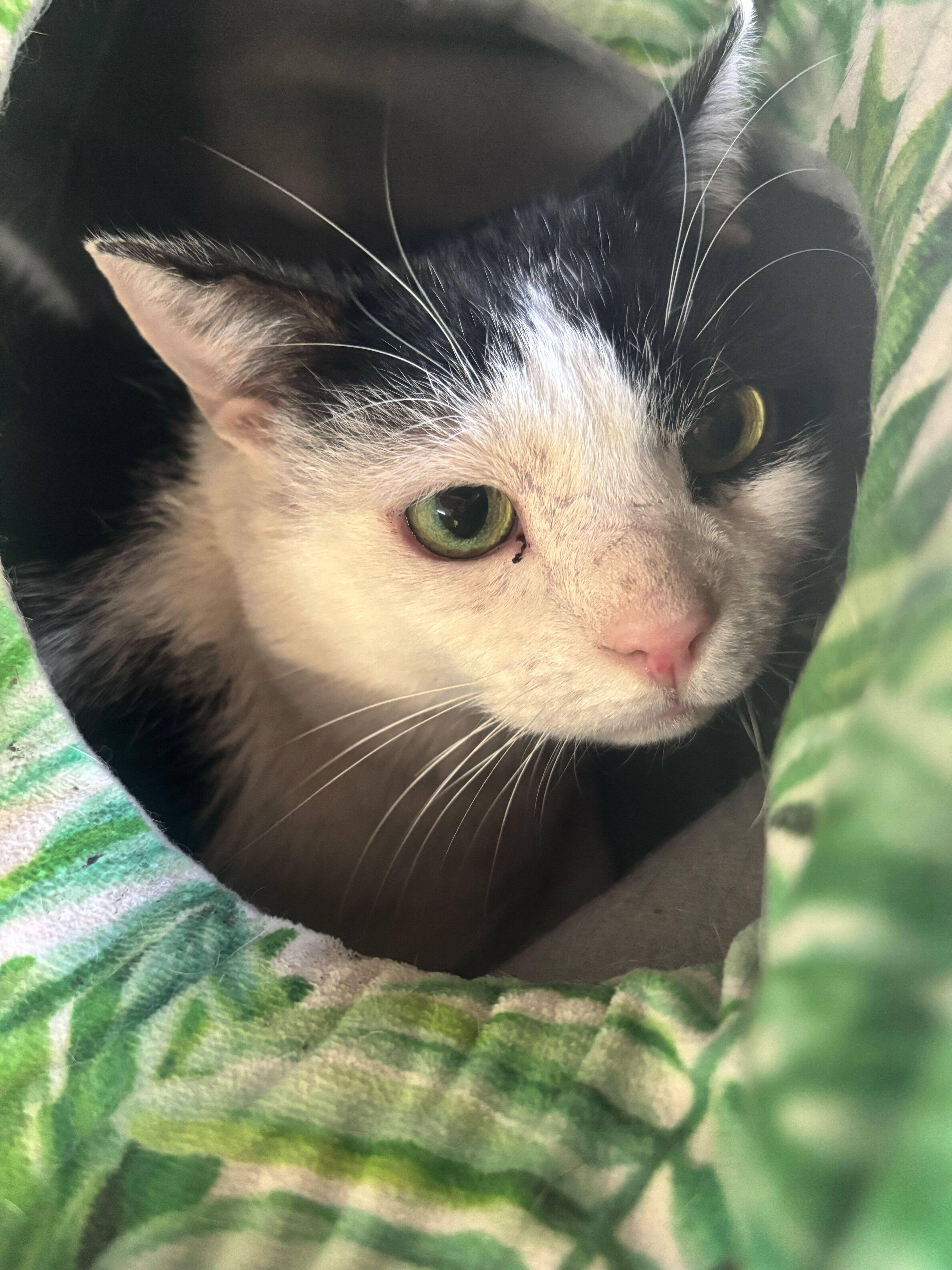 Woc , Adoptable, Adult Male Domestic Short Hair.