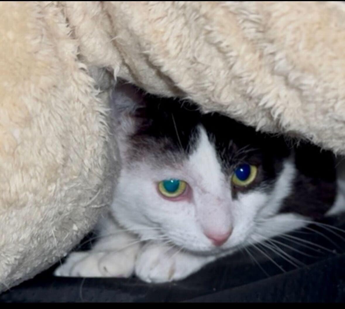 Woc FIV+, Adoptable, Adult Male Domestic Short Hair.