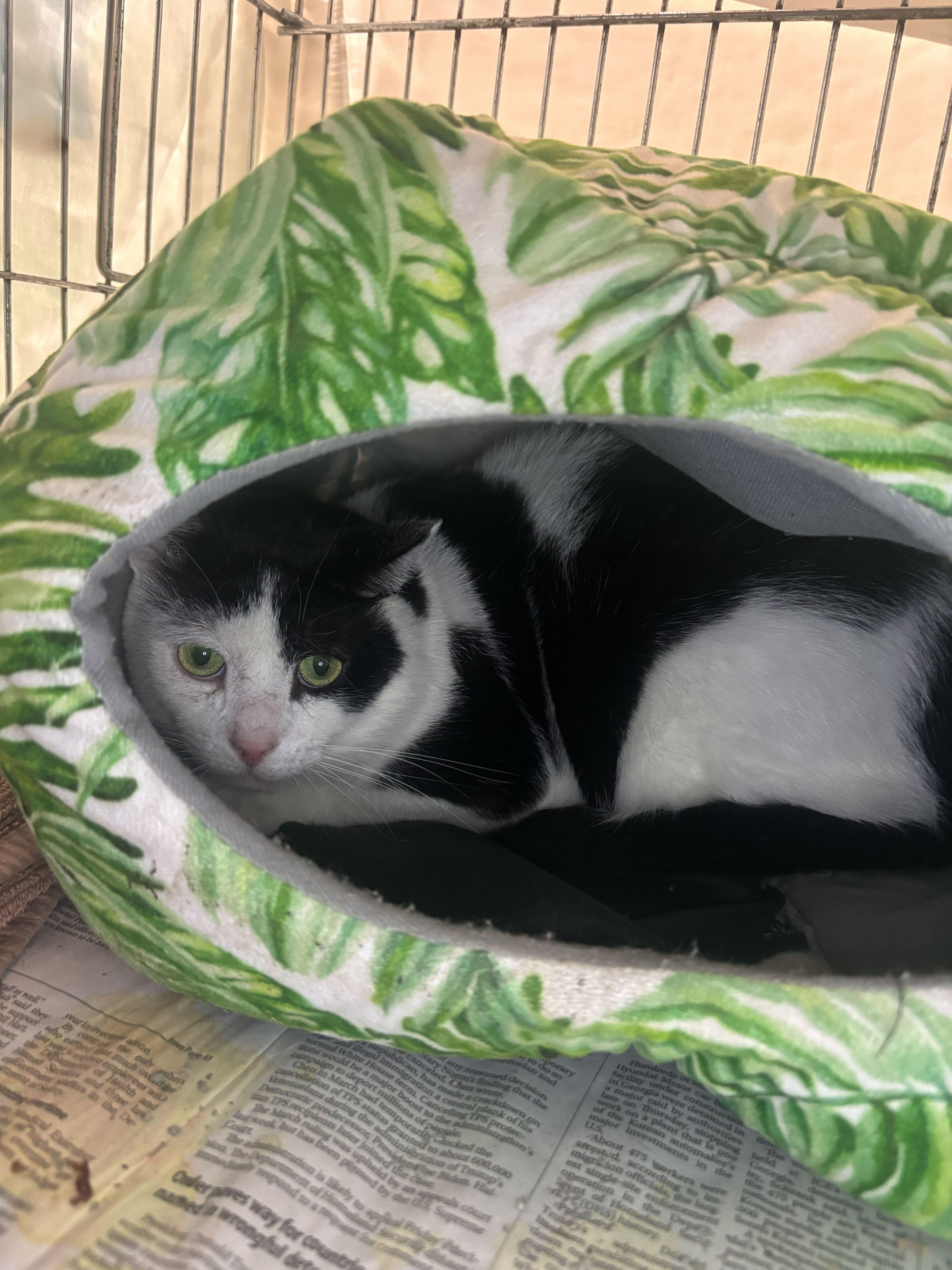 Enlarge Woc FIV+, a Adoptable Domestic Short Hair in Manchester, NH image 1/2