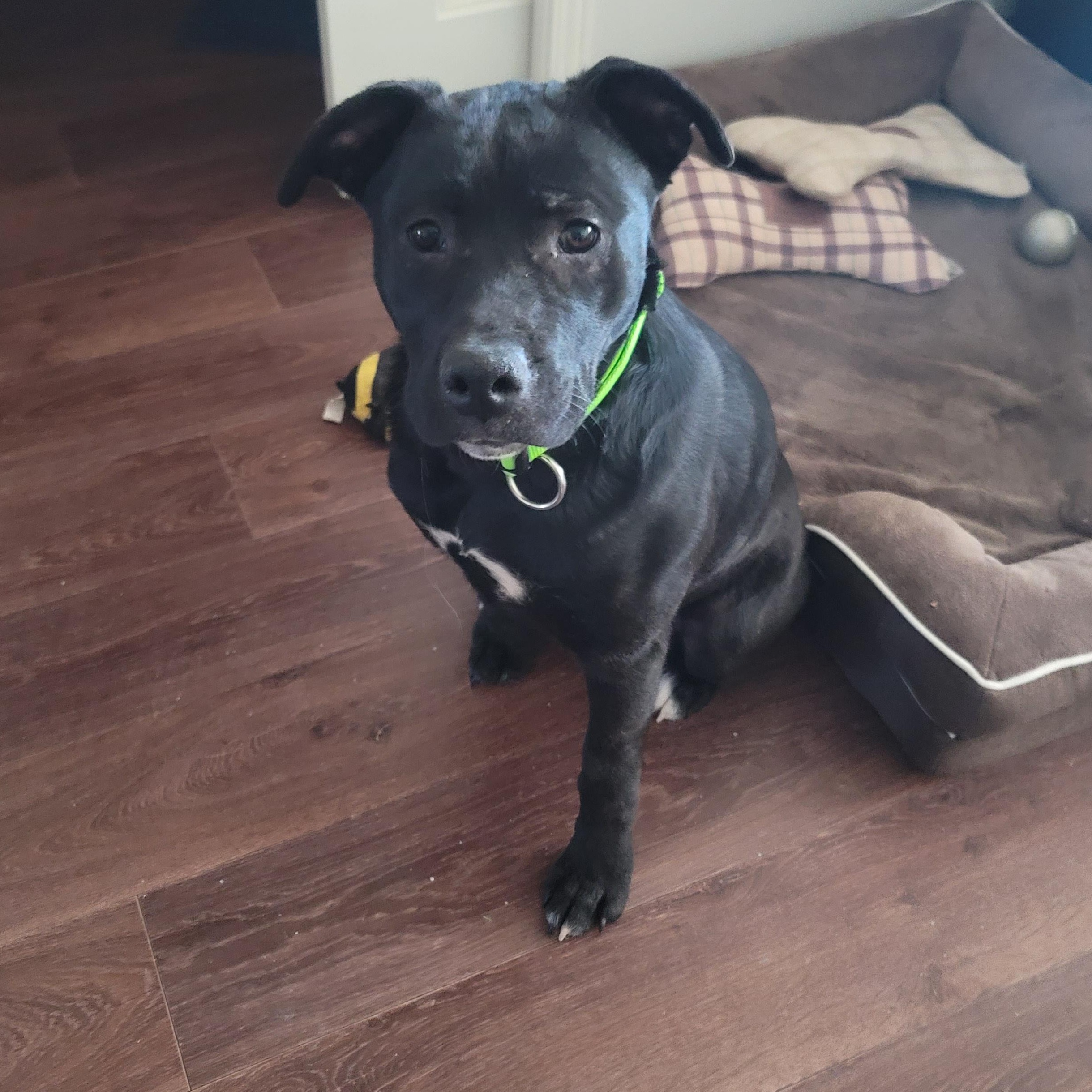 Enlarge Stella, a ADOPTABLE Mixed Breed in Saskatoon, SK image 1/4