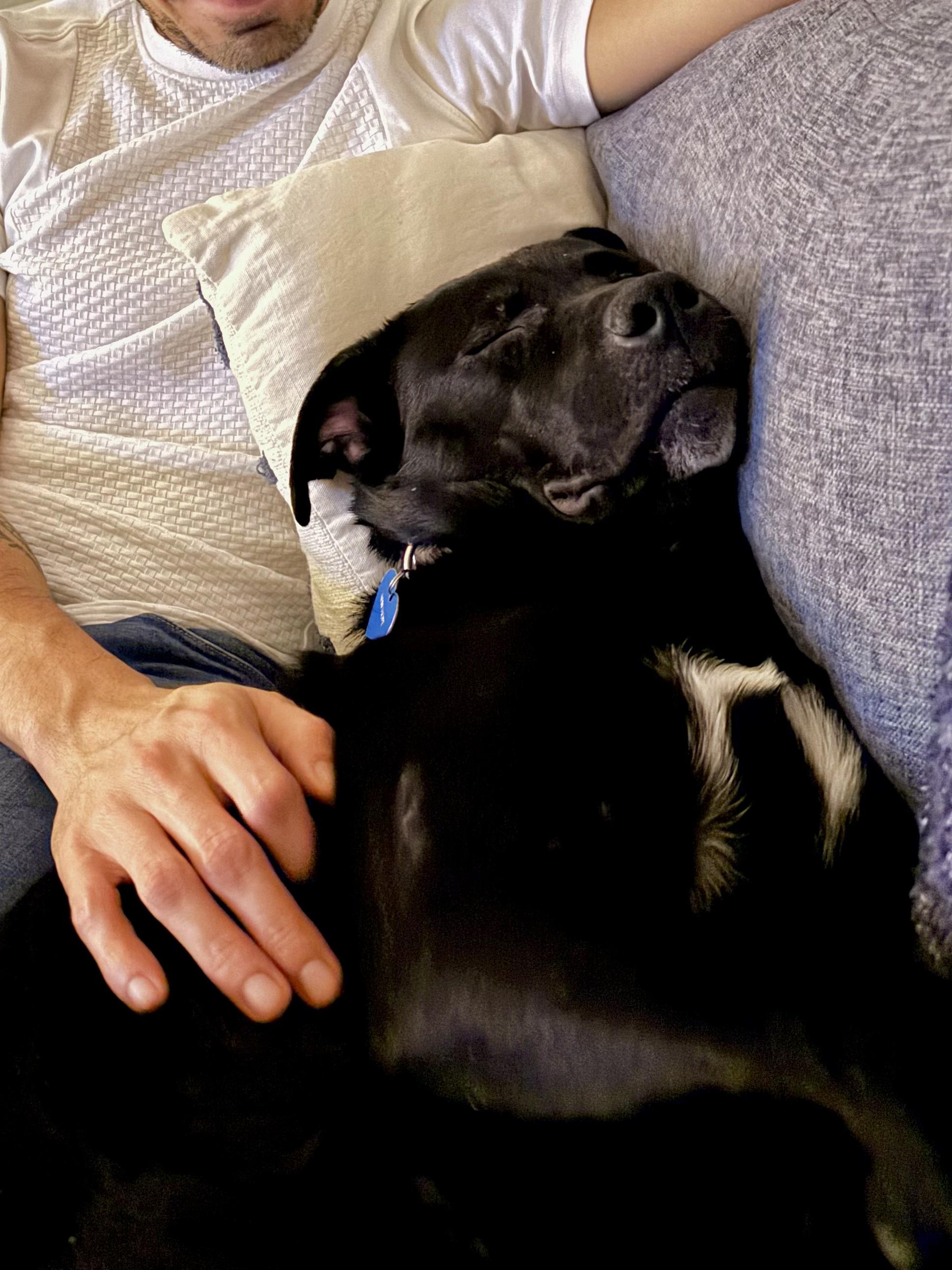 Enlarge Stella, a ADOPTABLE Mixed Breed in Saskatoon, SK image 2/4