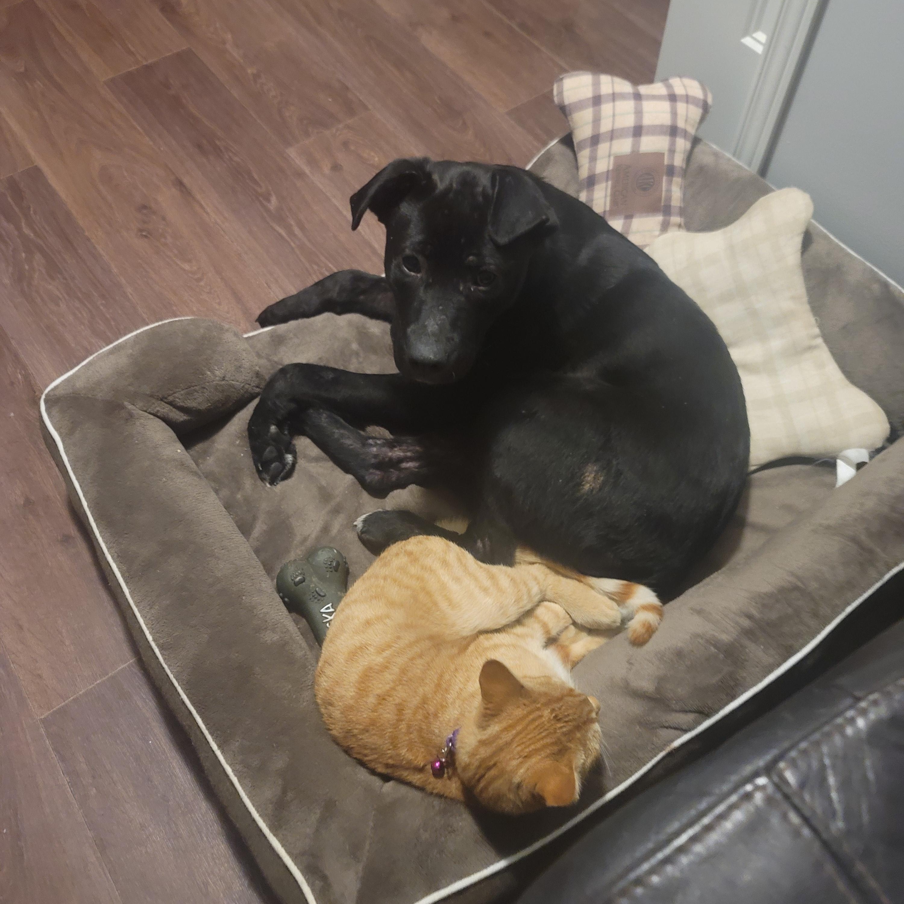 Enlarge Stella, a ADOPTABLE Mixed Breed in Saskatoon, SK image 3/4