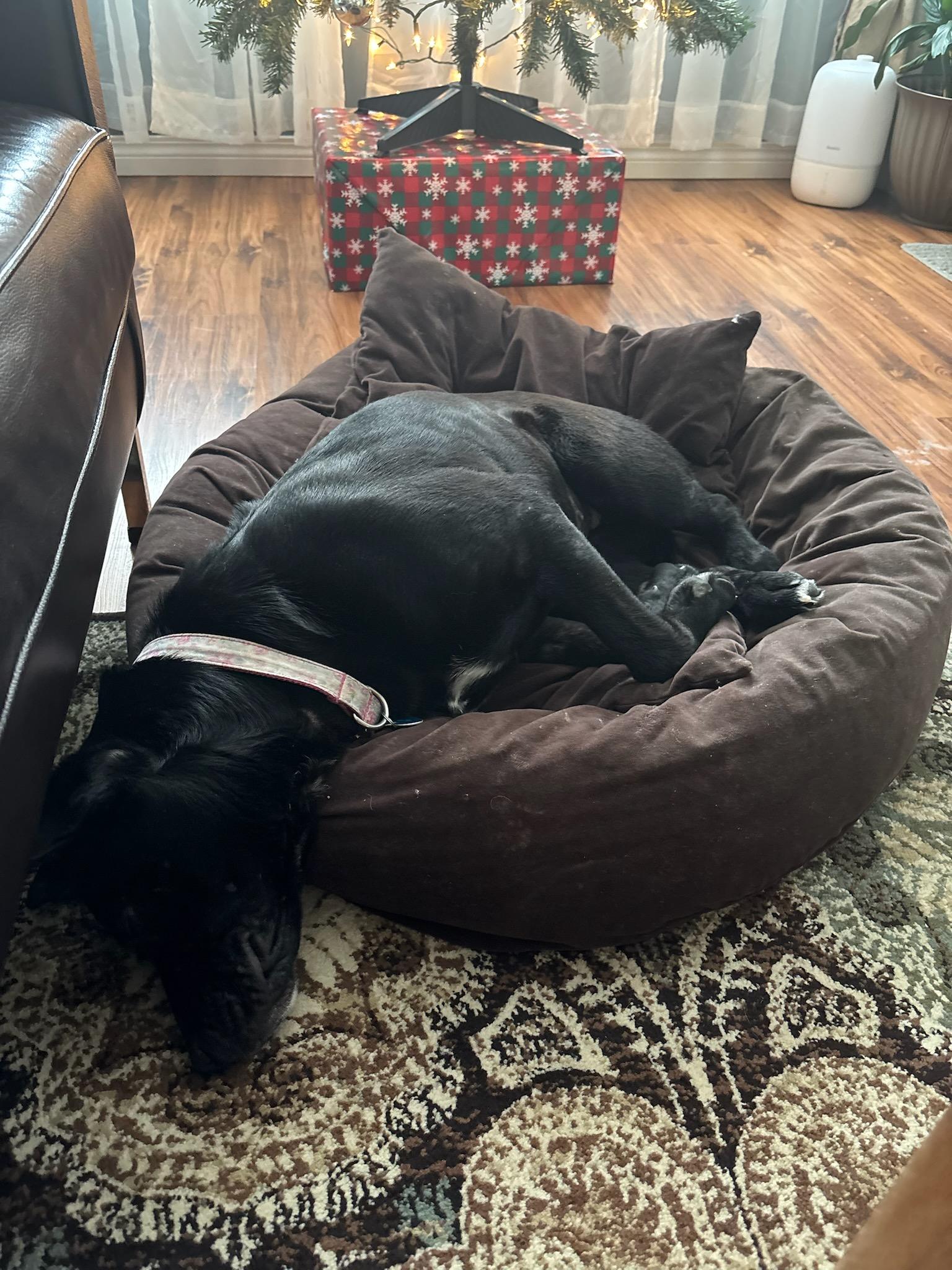 Enlarge Stella, a ADOPTABLE Mixed Breed in Saskatoon, SK image 4/4