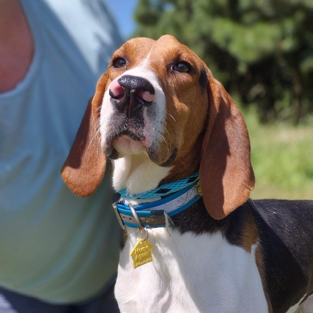 Prince, Adoptable, Adult Male Treeing Walker Coonhound.
