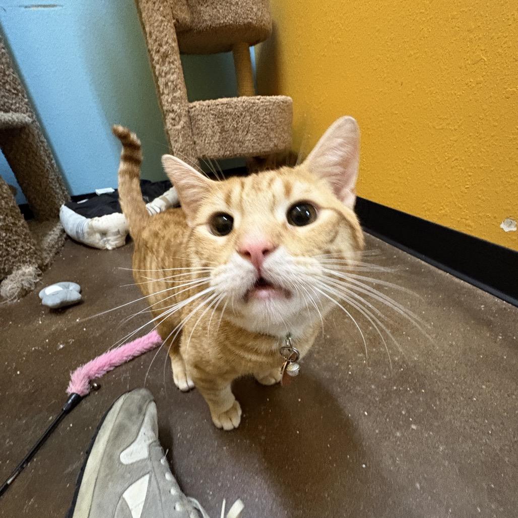 Flash and Tarzan, a Adoptable Domestic Short Hair in Springfield, MO image 1/6