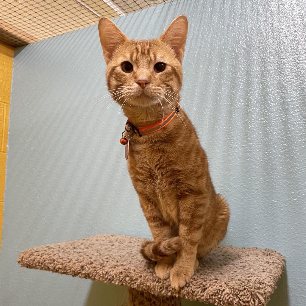 Flash and Tarzan, a Adoptable Domestic Short Hair in Springfield, MO image 2/6