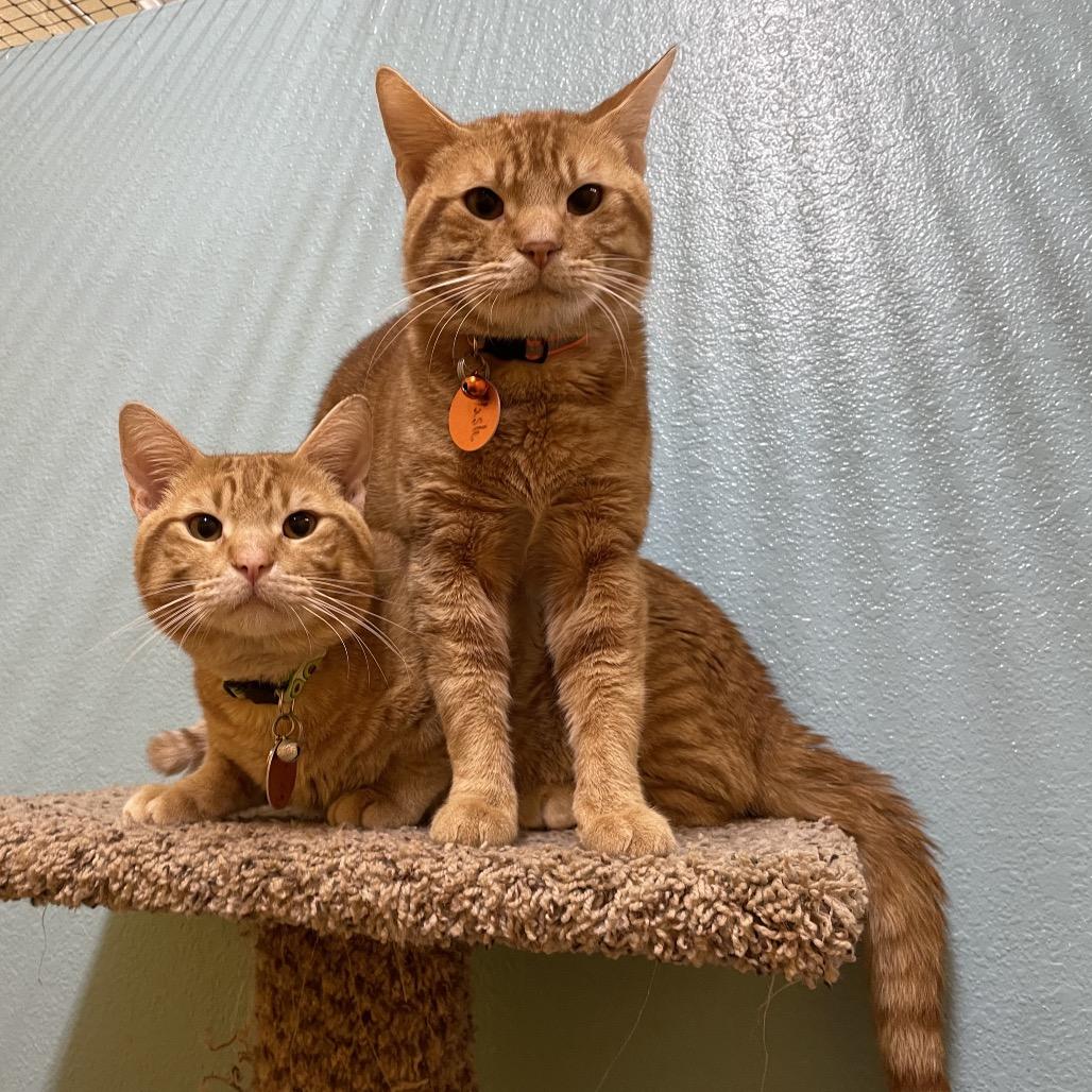 Flash and Tarzan, a Adoptable Domestic Short Hair in Springfield, MO image 3/6