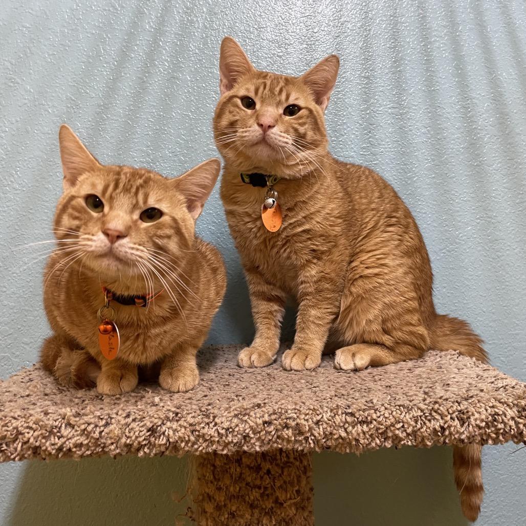 Flash and Tarzan, a Adoptable Domestic Short Hair in Springfield, MO image 4/6