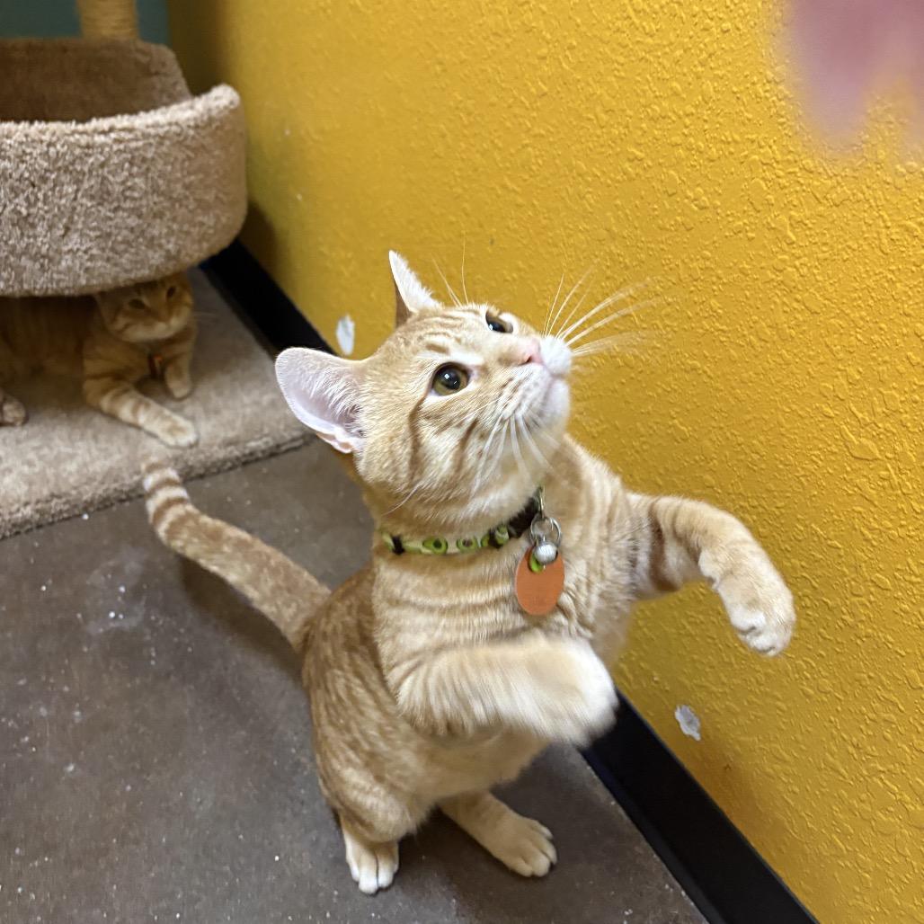 Flash and Tarzan, a Adoptable Domestic Short Hair in Springfield, MO image 5/6