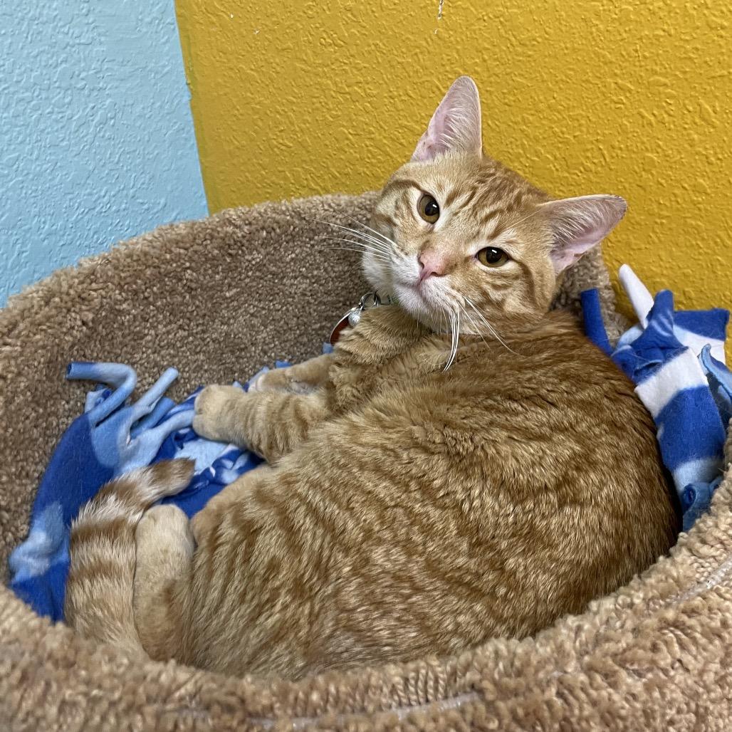 Flash and Tarzan, a Adoptable Domestic Short Hair in Springfield, MO image 6/6