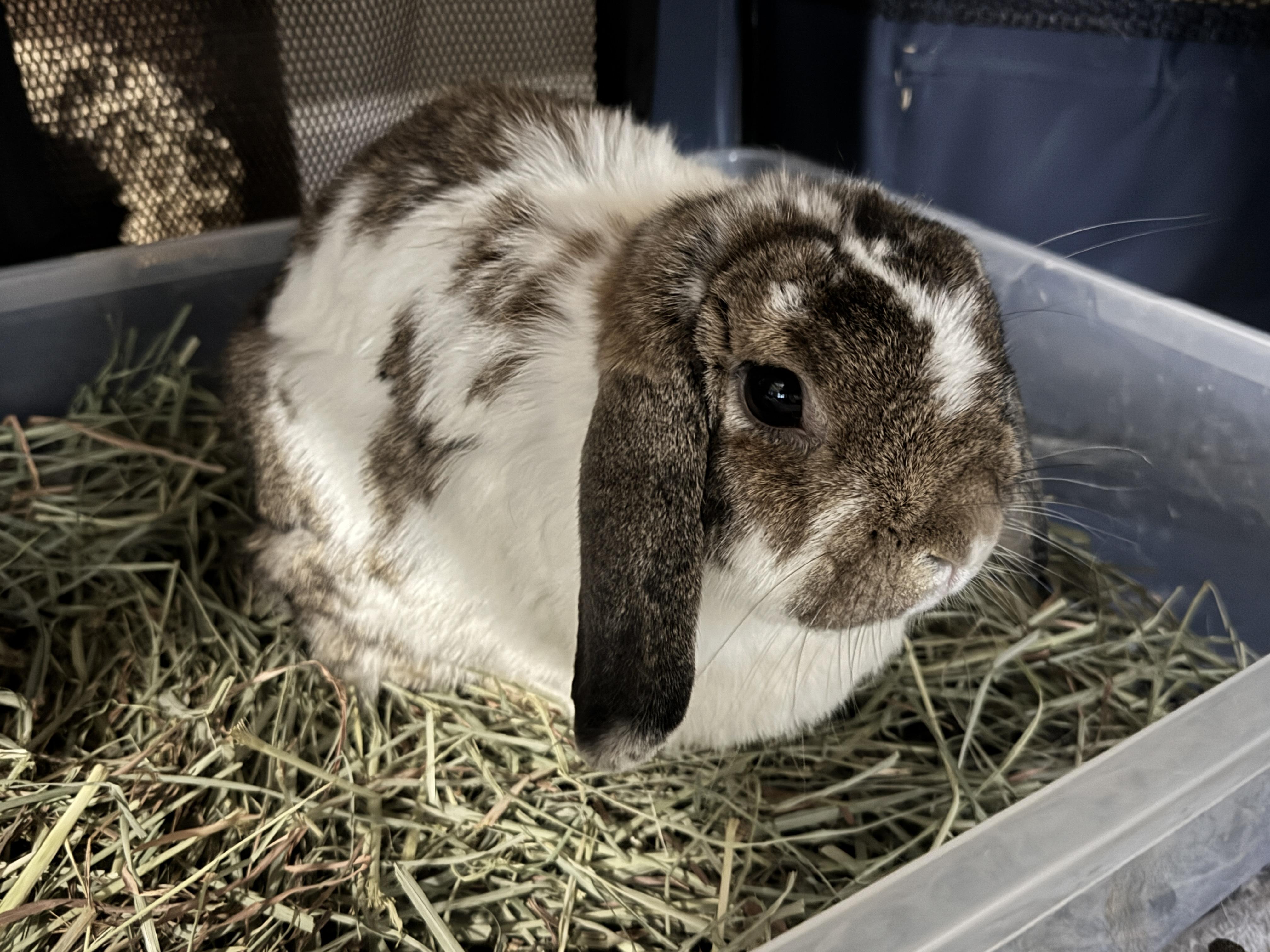 Enlarge Willow, an adopted Mini Lop in Waynesboro, VA image 2/2