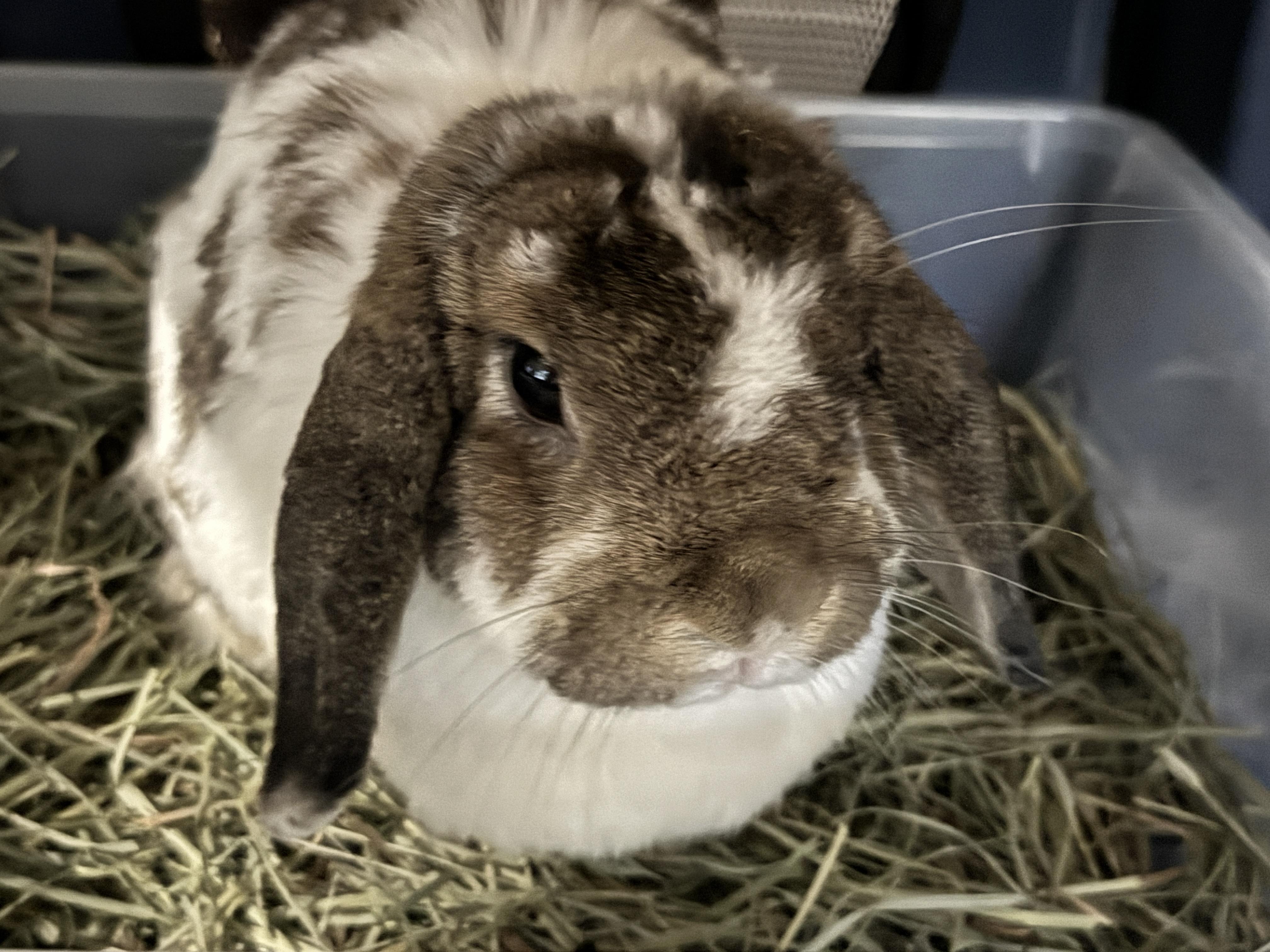 Willow, adopted, Adult Female Mini Lop.