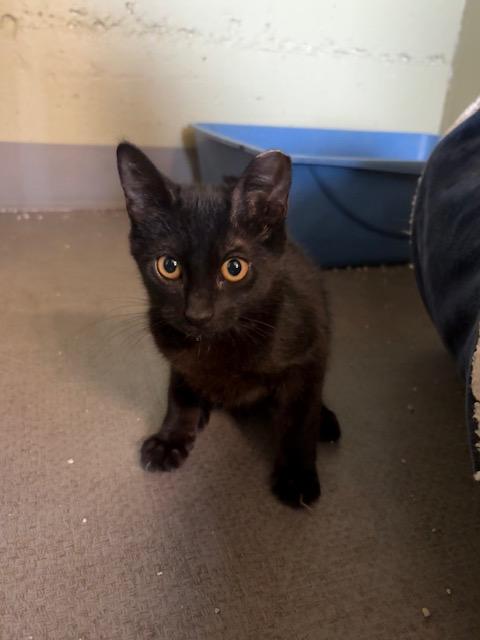 Pac-Man, Adoptable, Kitten Male Domestic Short Hair.