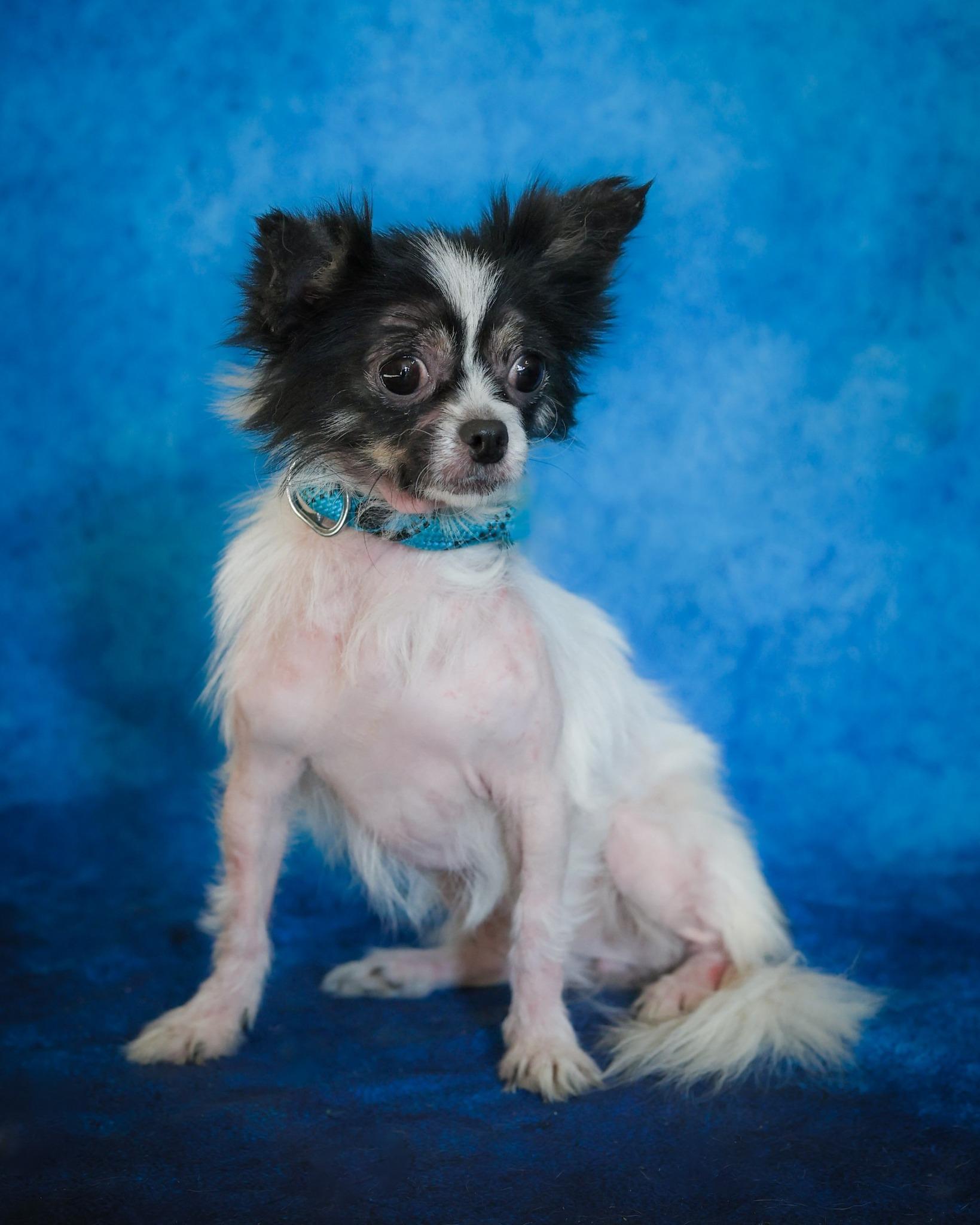 Enlarge LYRA (0390), an adoptable mixed breed in Bridgeport, CT image 1/1