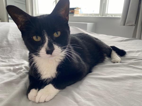 Pepper, Adoptable, Senior Male Domestic Short Hair.