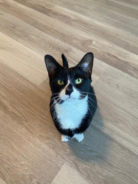 Enlarge Pepper, a Adoptable mixed breed in New York, NY image 2/6