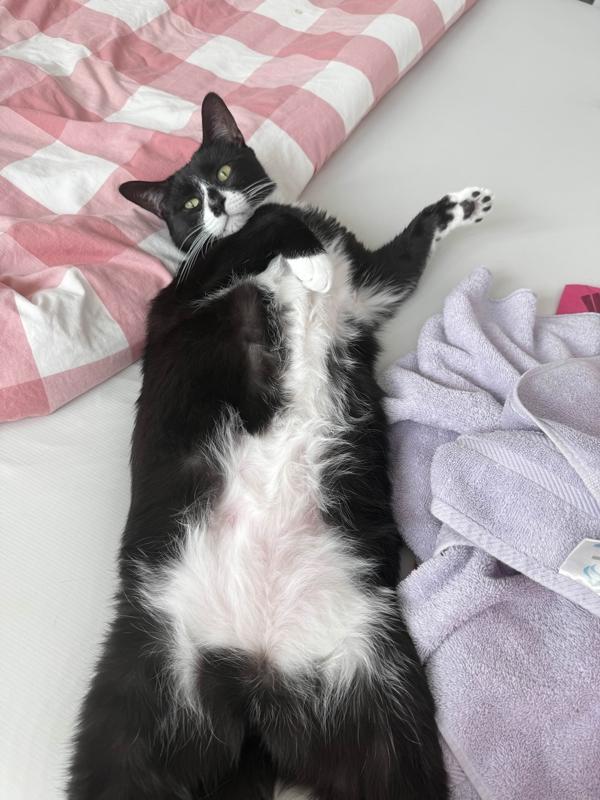 Pepper — thumbnail 4