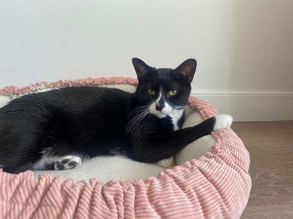 Enlarge Pepper, a Adoptable mixed breed in New York, NY image 5/6