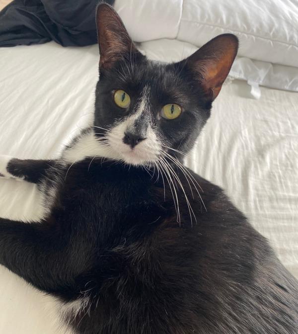 Pepper — thumbnail 6