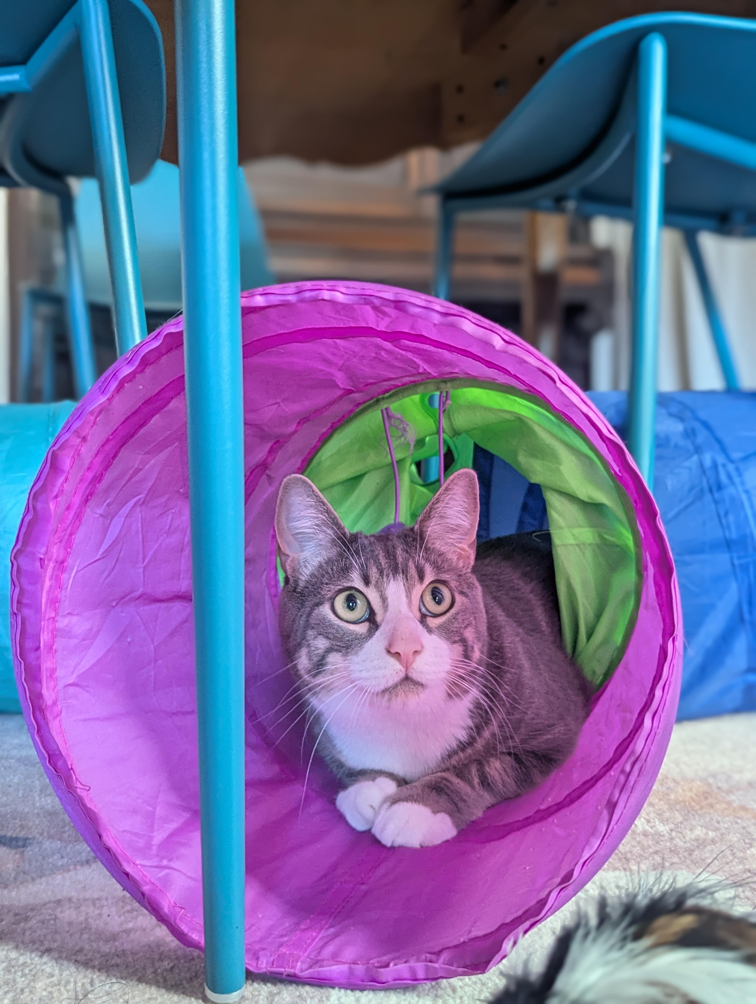 Enlarge Wadsworth, a Adoptable Domestic Short Hair in Portland, OR image 5/6