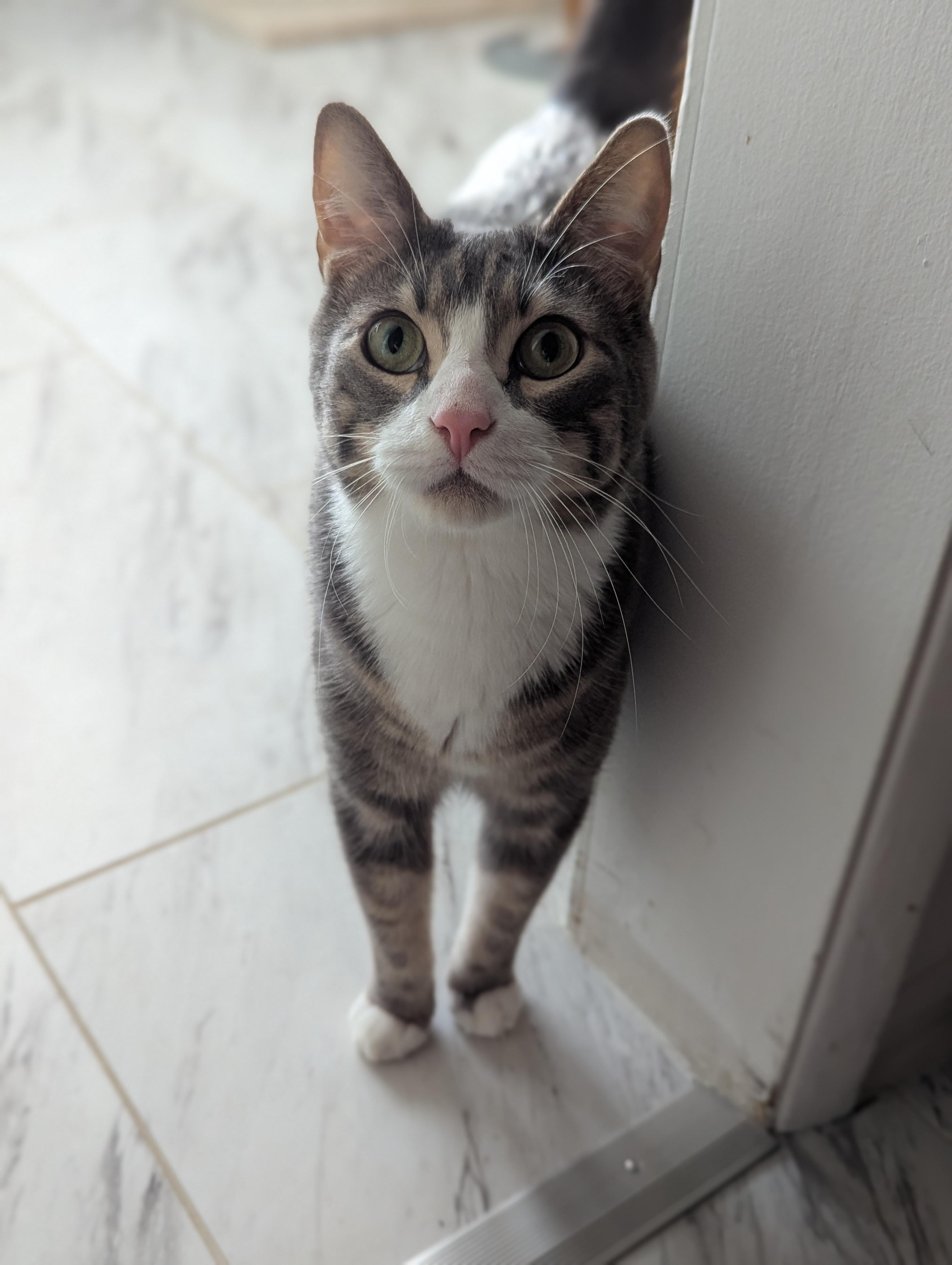 Enlarge Wadsworth, a Adoptable Domestic Short Hair in Portland, OR image 6/6