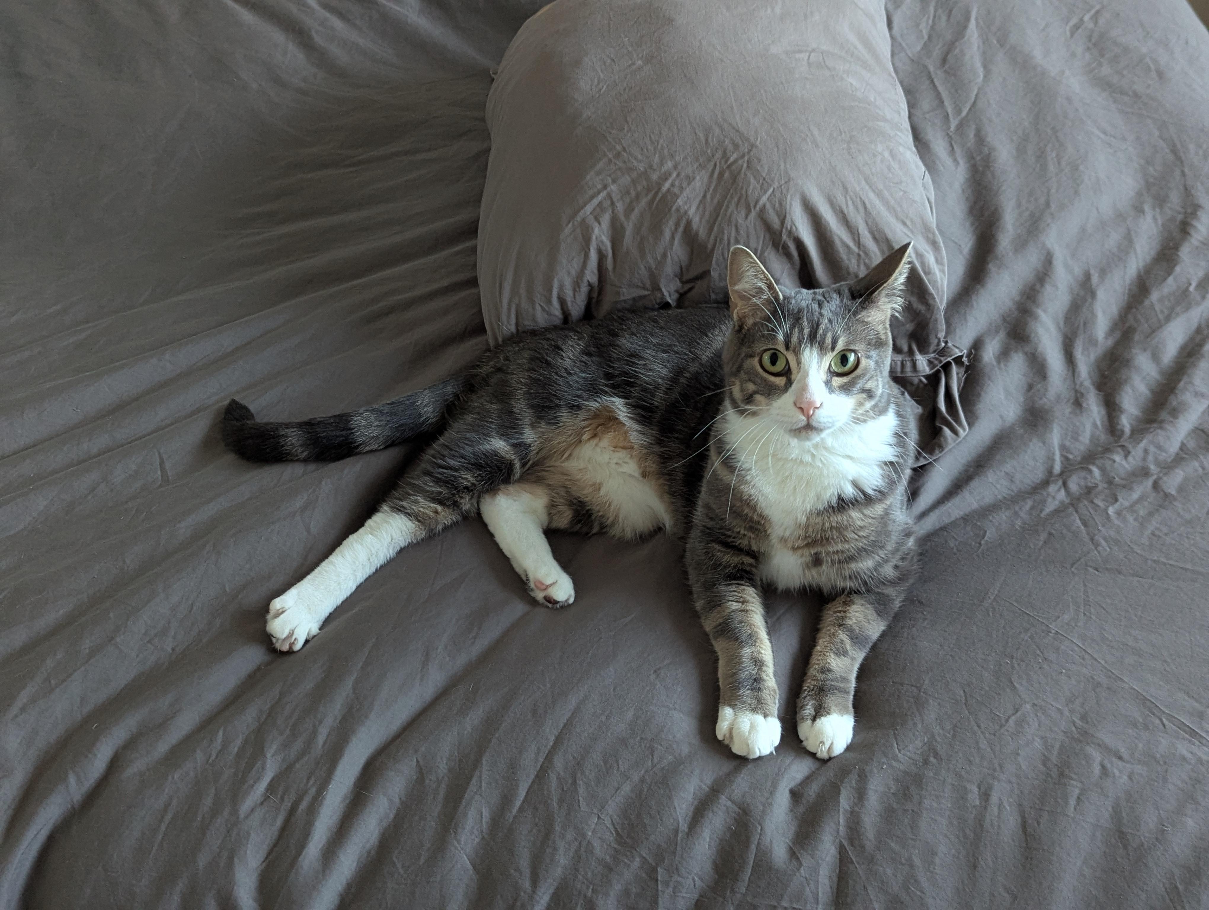 Enlarge Wadsworth, a Adoptable Domestic Short Hair in Portland, OR image 2/6