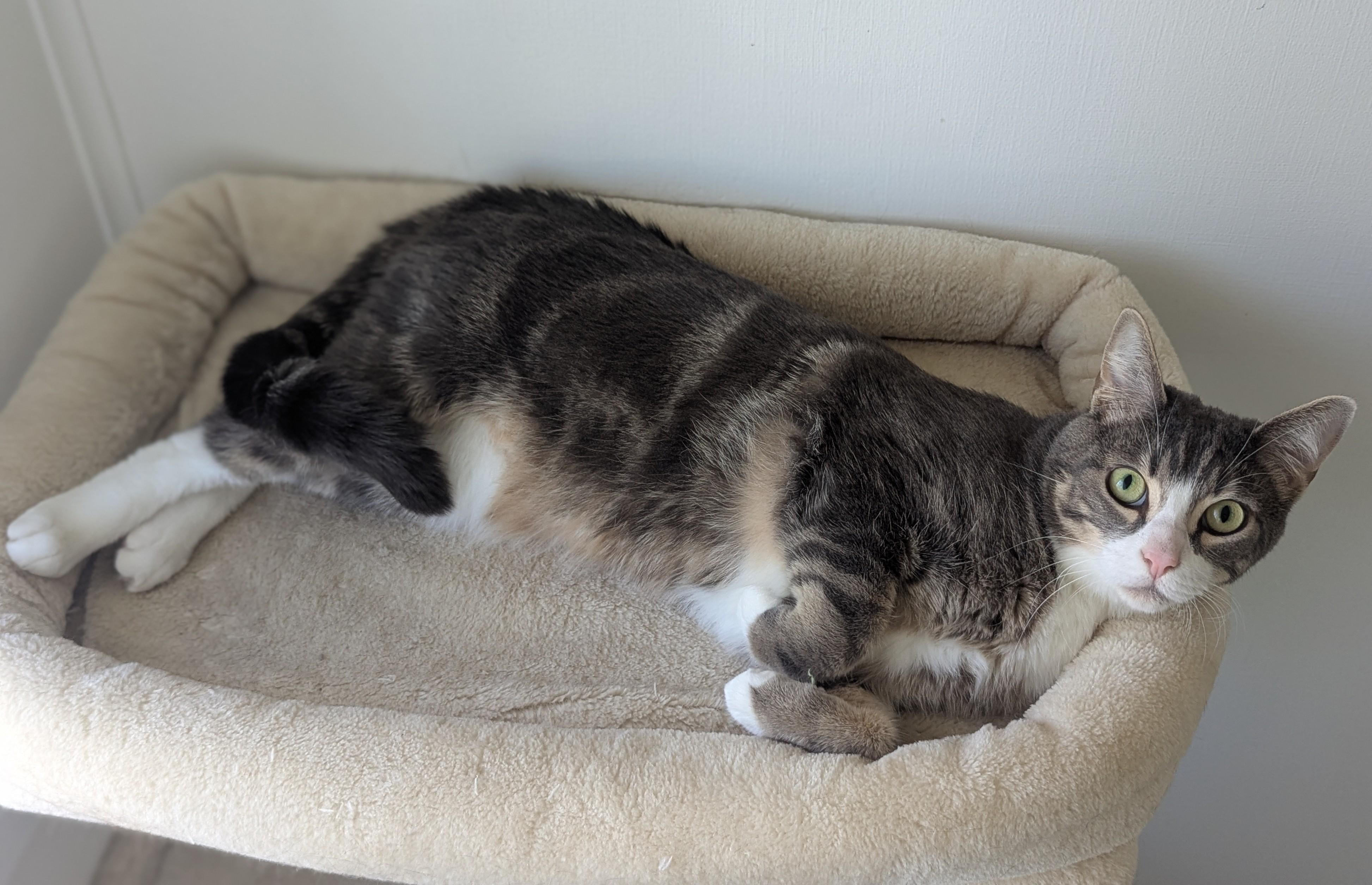 Enlarge Wadsworth, a Adoptable Domestic Short Hair in Portland, OR image 4/6