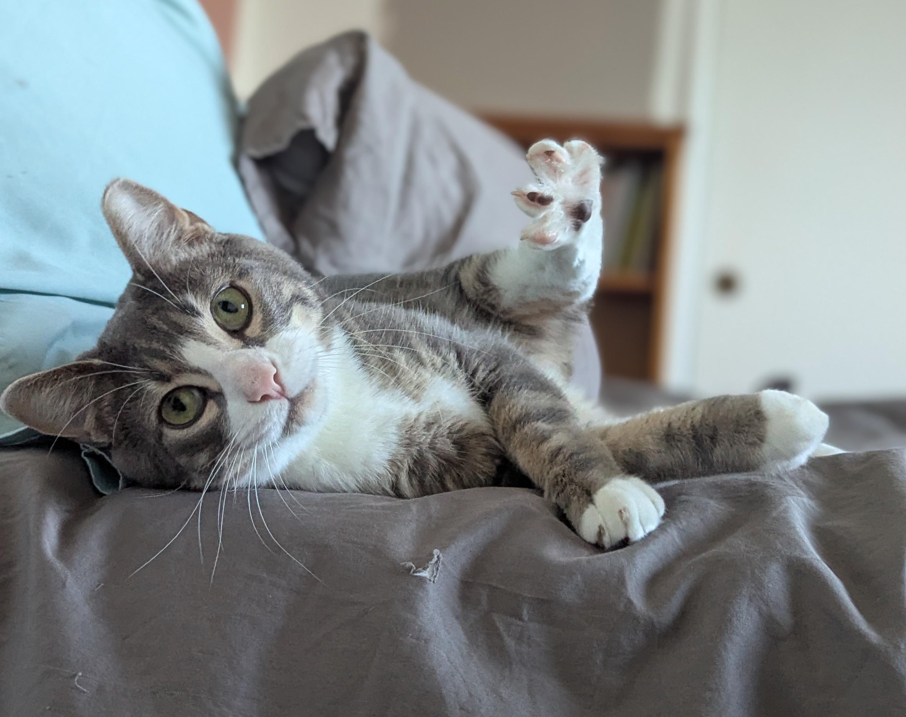 Wadsworth, Adoptable, Young Male Domestic Short Hair.