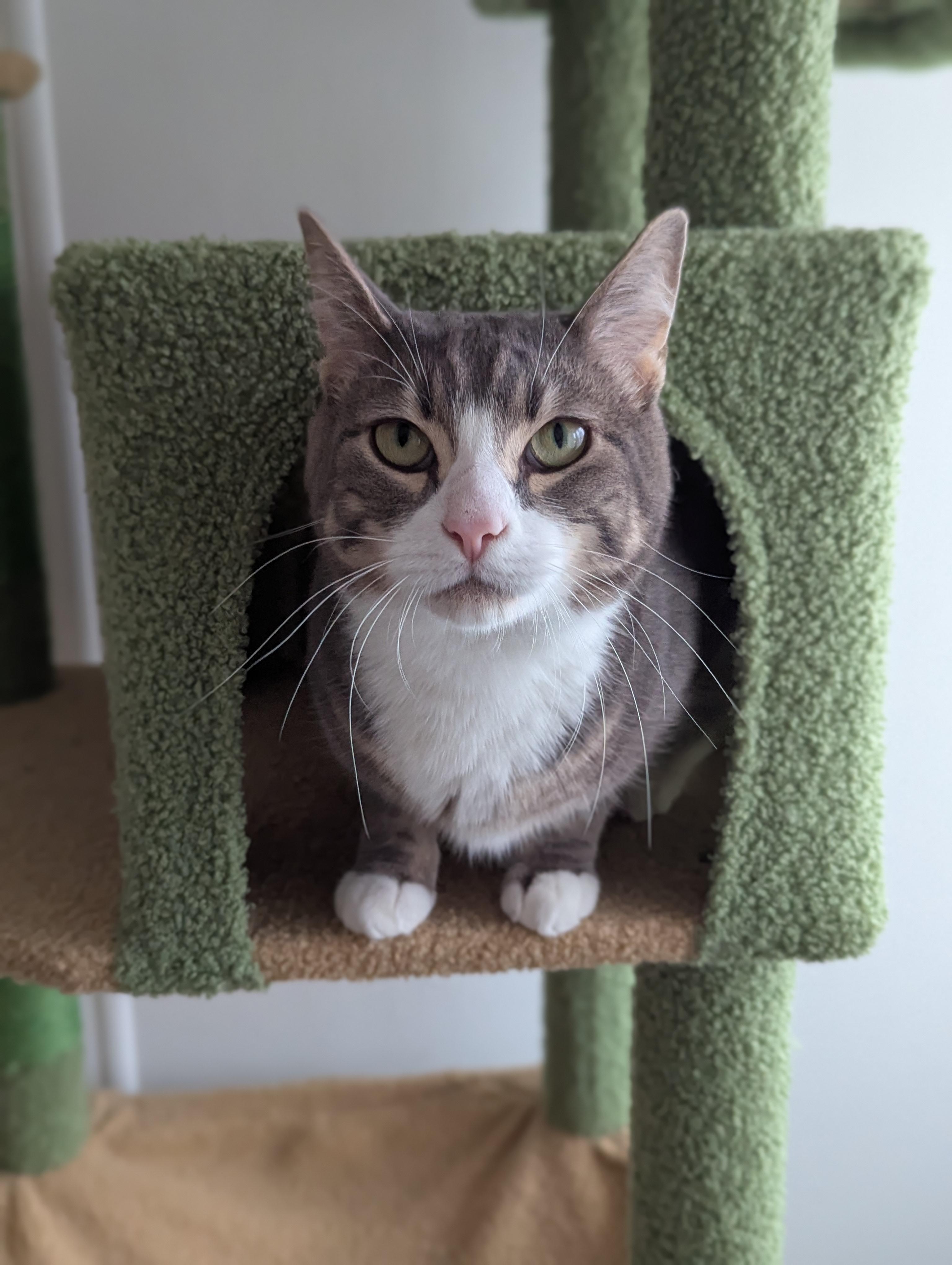 Enlarge Wadsworth, a Adoptable Domestic Short Hair in Portland, OR image 3/6