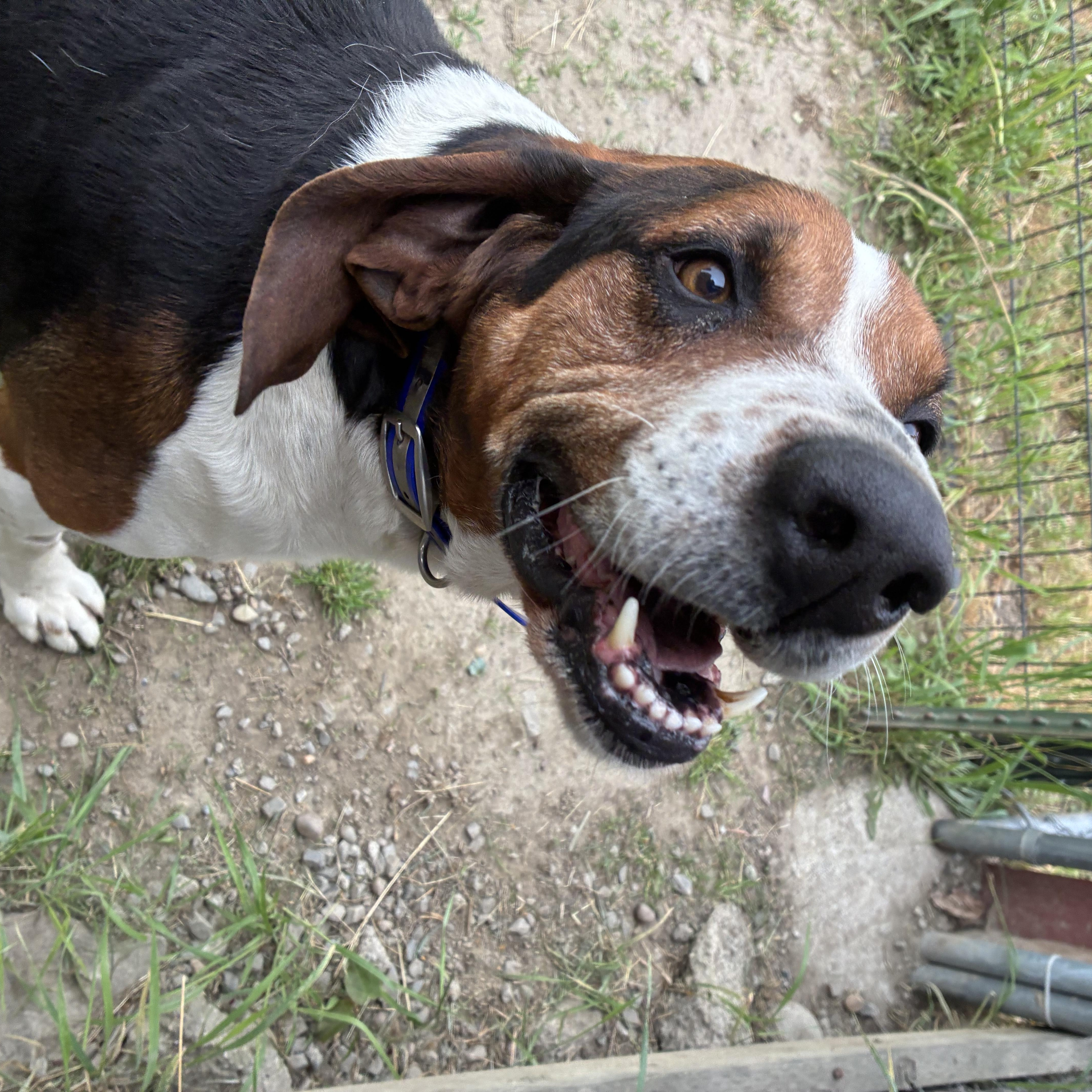 Cricket, a ADOPTABLE mixed breed in Bonners Ferry, ID image 4/4