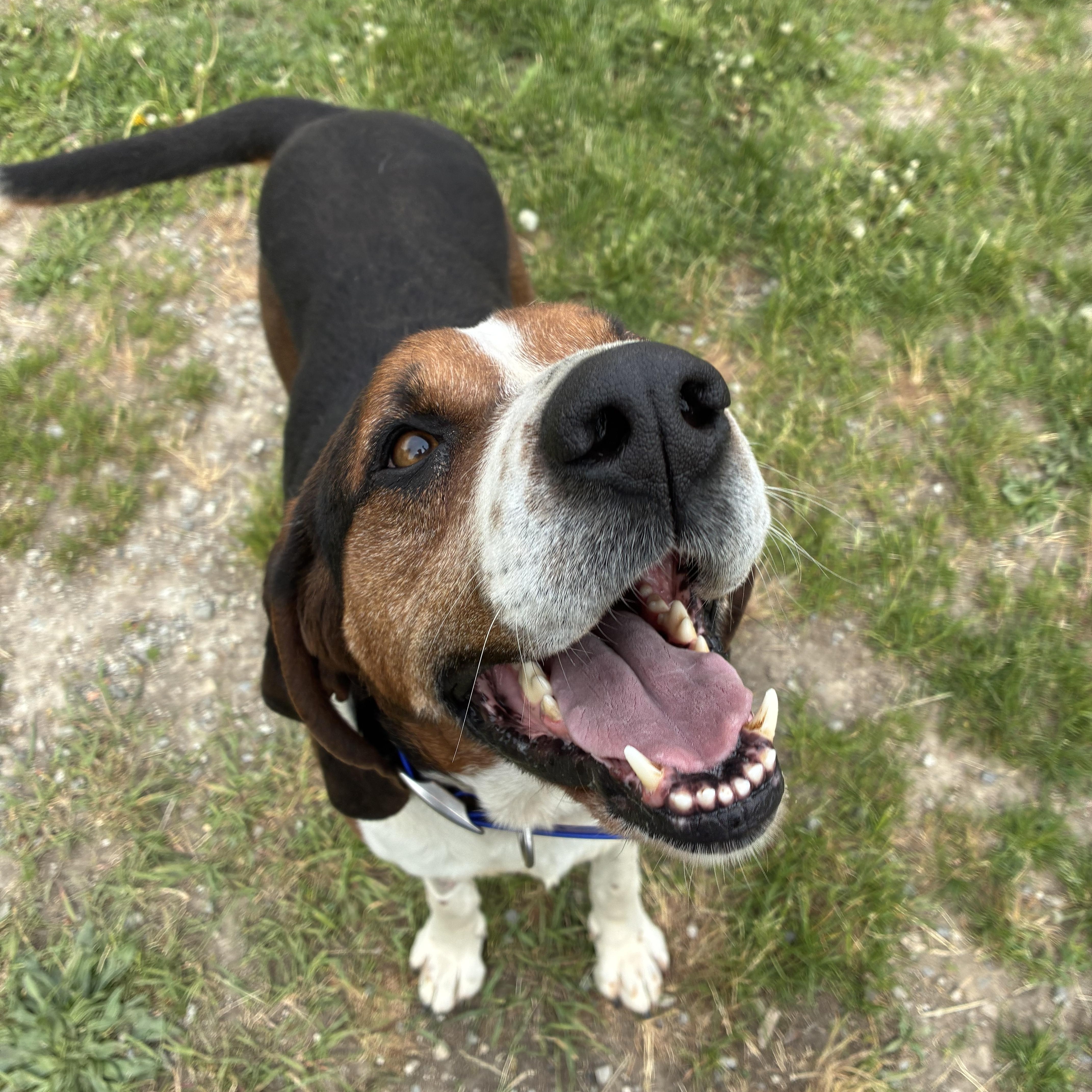 Cricket, a ADOPTABLE mixed breed in Bonners Ferry, ID image 1/4