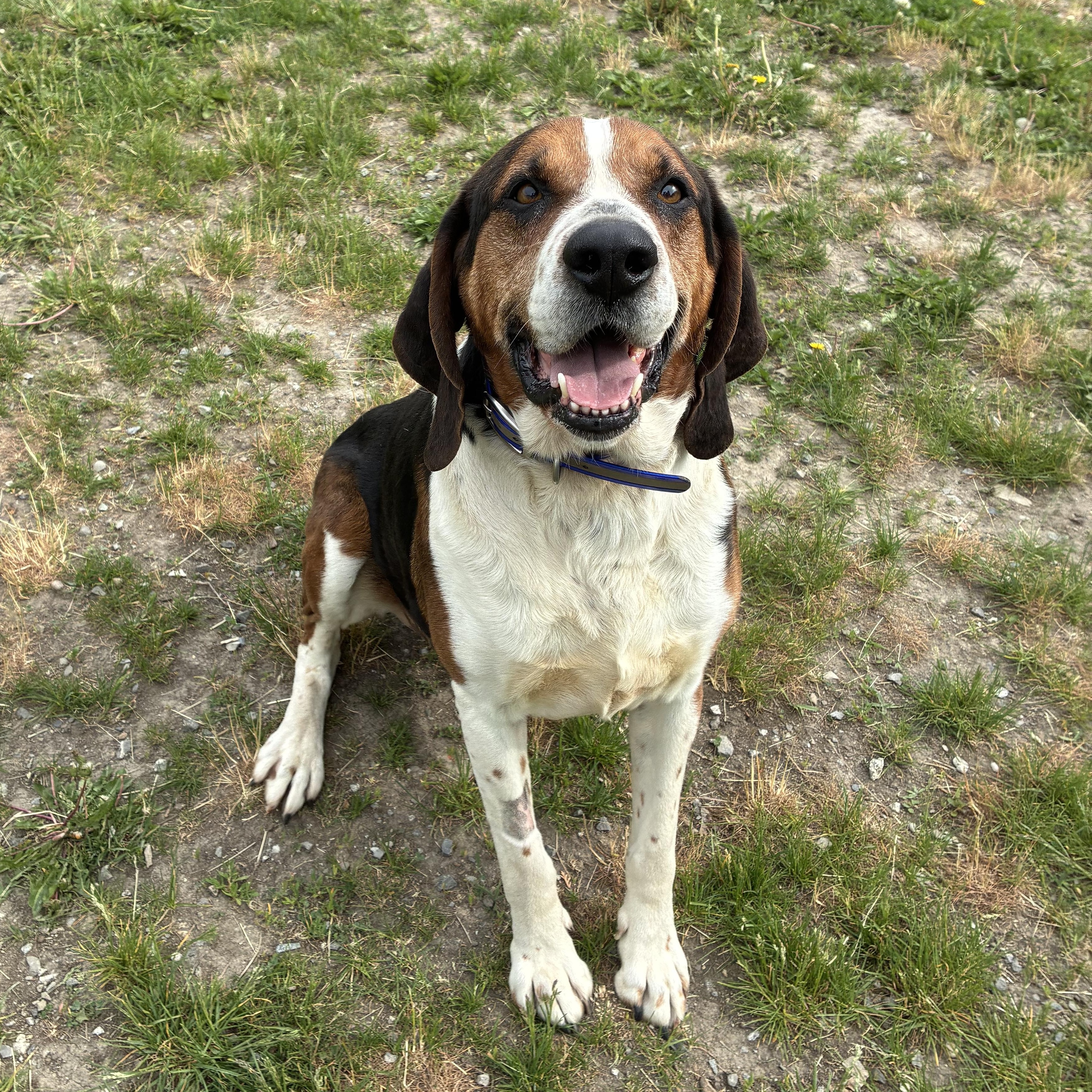 Cricket, a ADOPTABLE mixed breed in Bonners Ferry, ID image 3/4