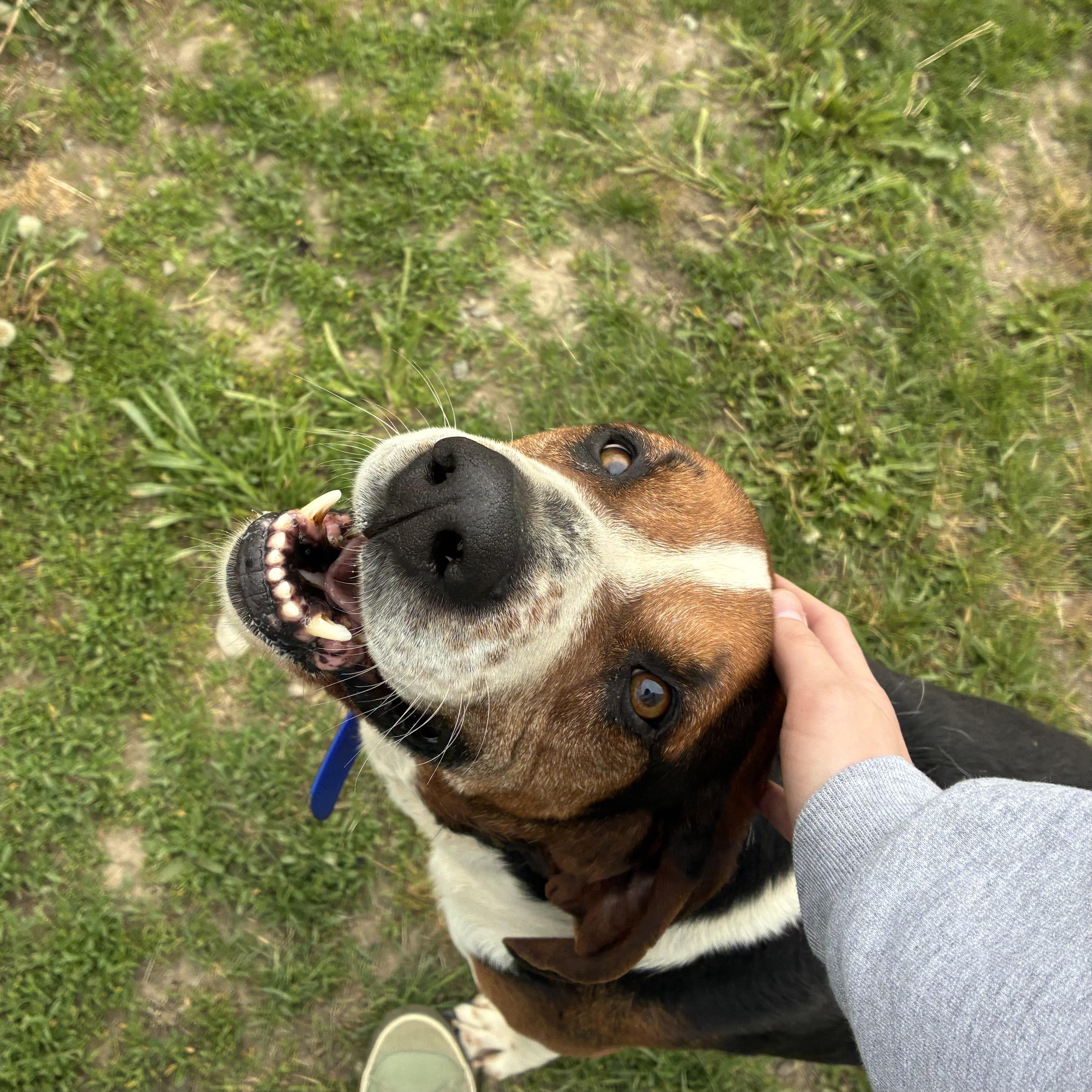 Cricket, a ADOPTABLE mixed breed in Bonners Ferry, ID image 2/4