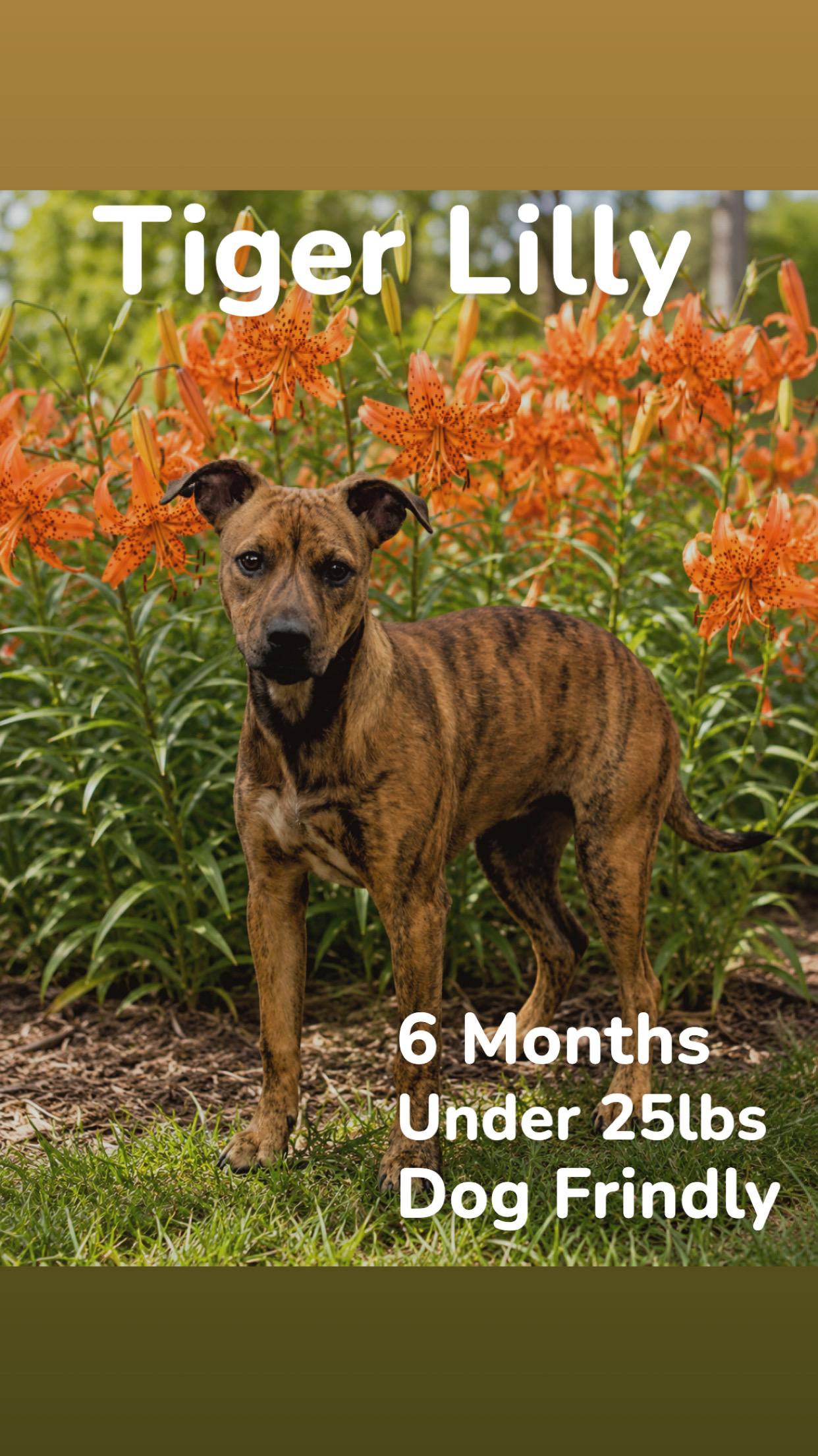 Tiger Lilly , adopted, Puppy Female Mixed Breed.