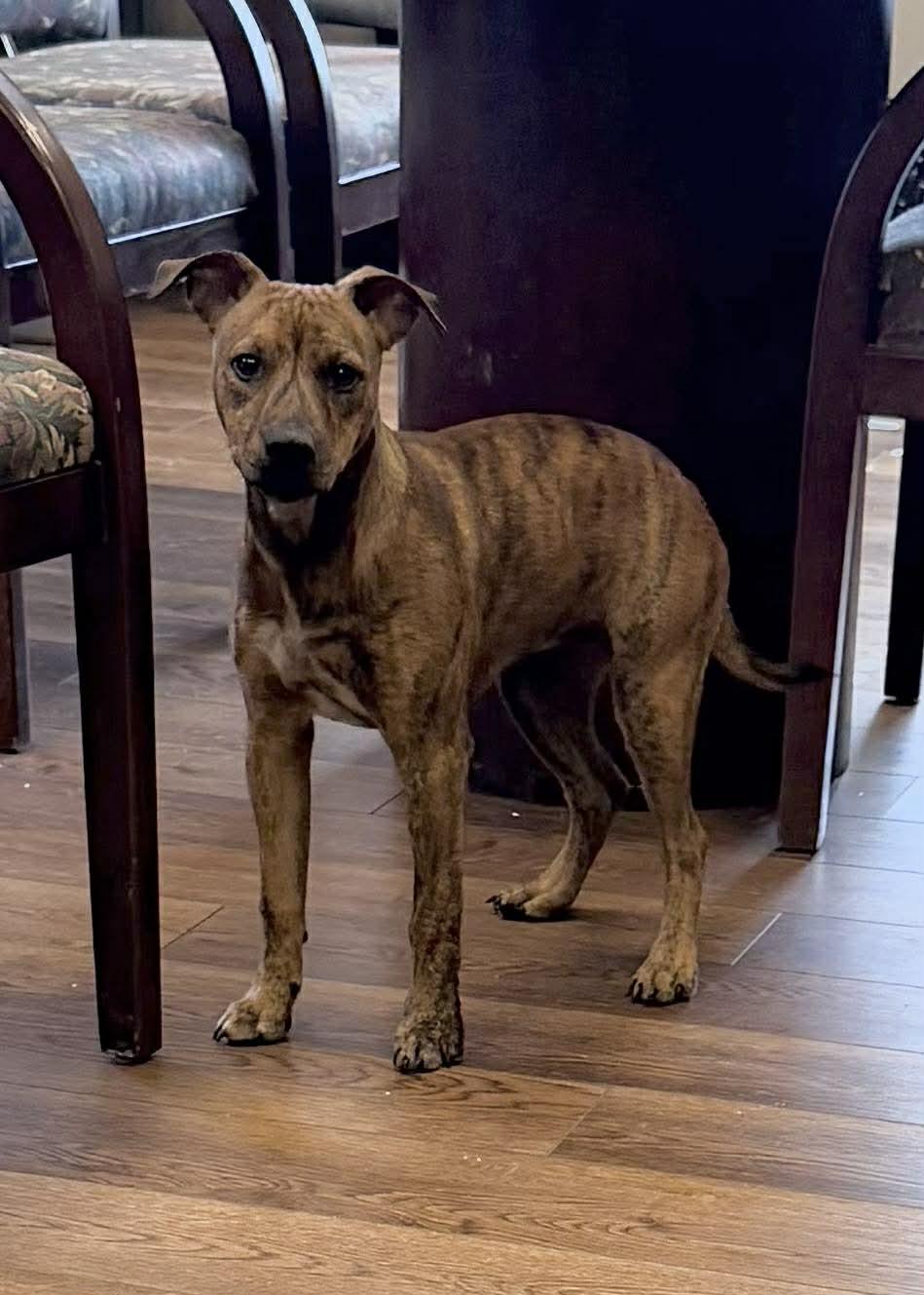 Enlarge Tiger Lilly , an adopted mixed breed in Ashland, KY image 2/2