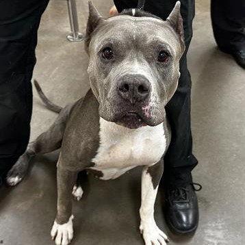 Enlarge HEAVEN, a Adoptable mixed breed in Chandler, AZ image 2/6