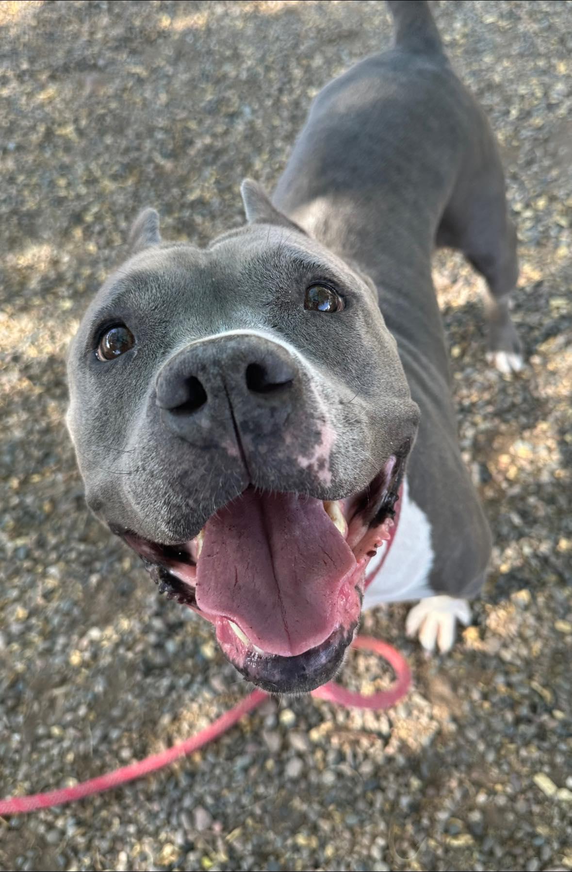 Enlarge HEAVEN, a Adoptable mixed breed in Chandler, AZ image 3/6