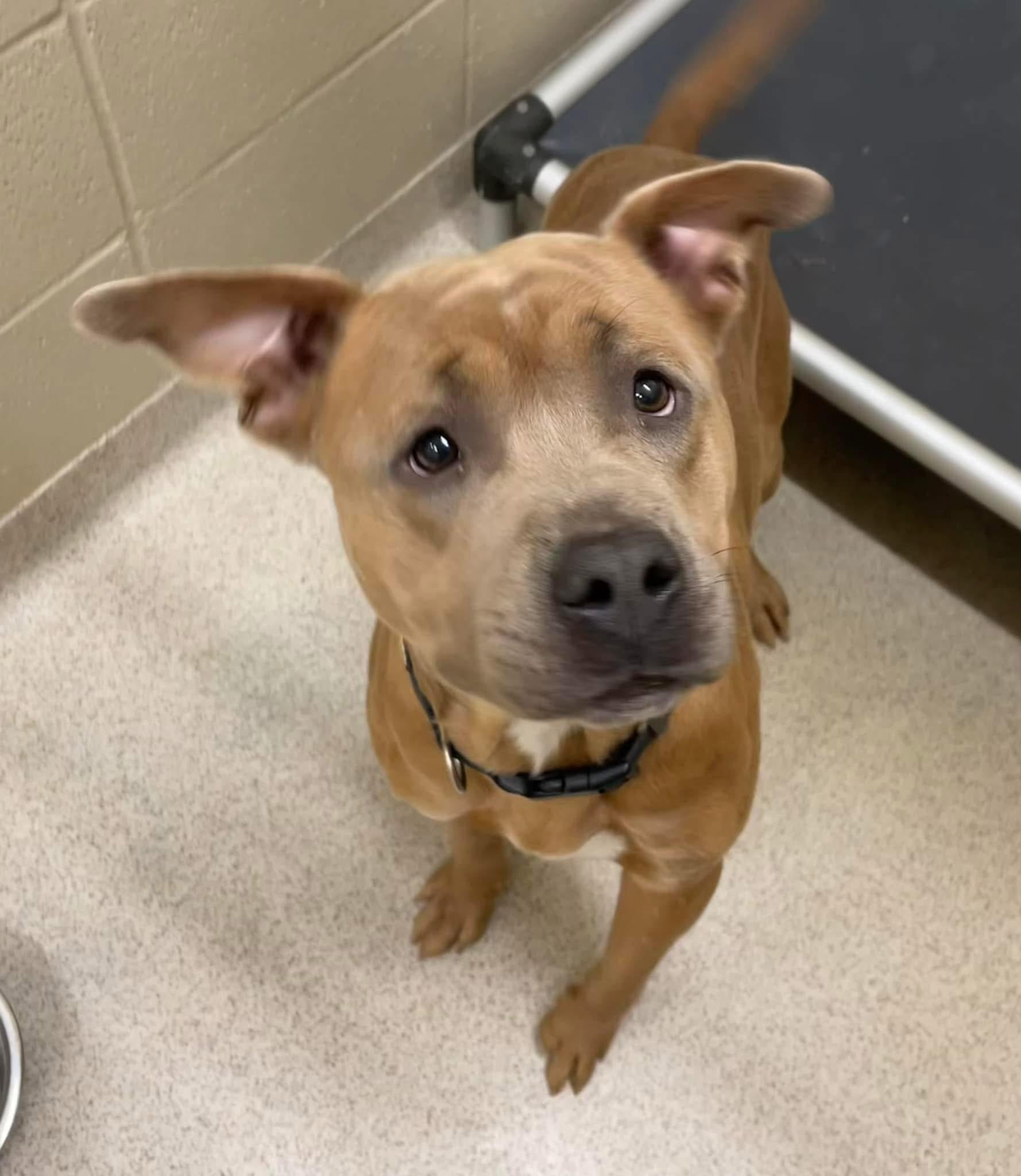 Champion Benson, Adult Male Pit Bull Terrier