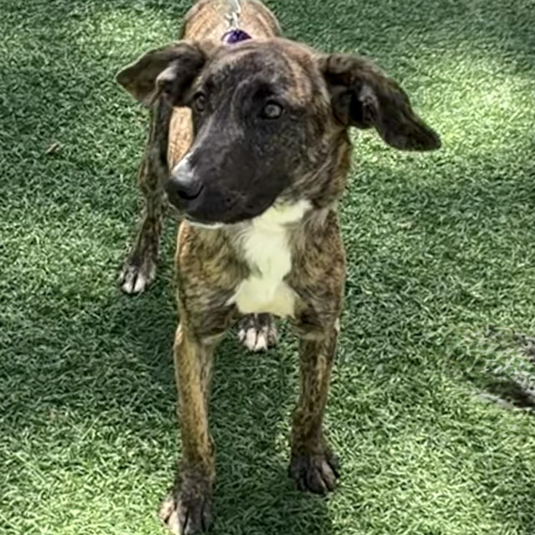 Twix, a ADOPTABLE mixed breed in Libertyville, IL image 1/6