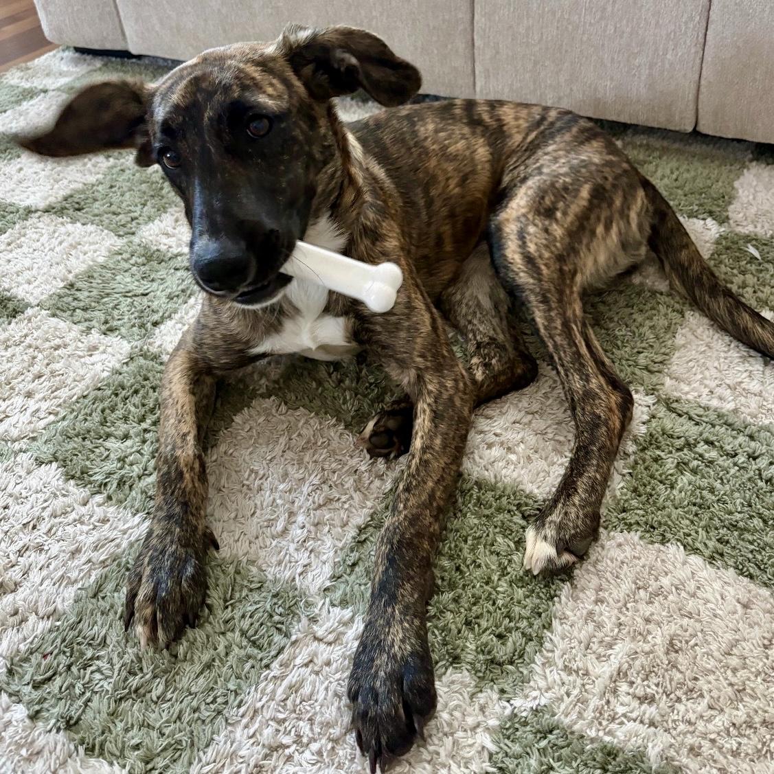 Twix, a ADOPTABLE mixed breed in Libertyville, IL image 6/6