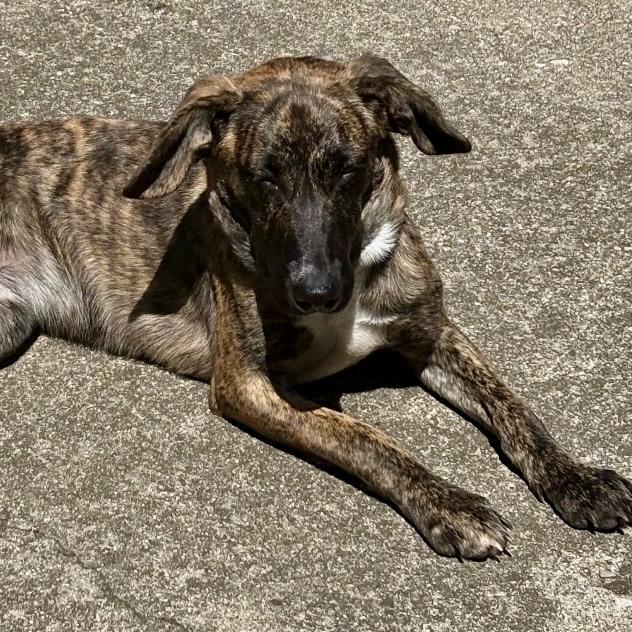 Twix, a ADOPTABLE mixed breed in Libertyville, IL image 2/6
