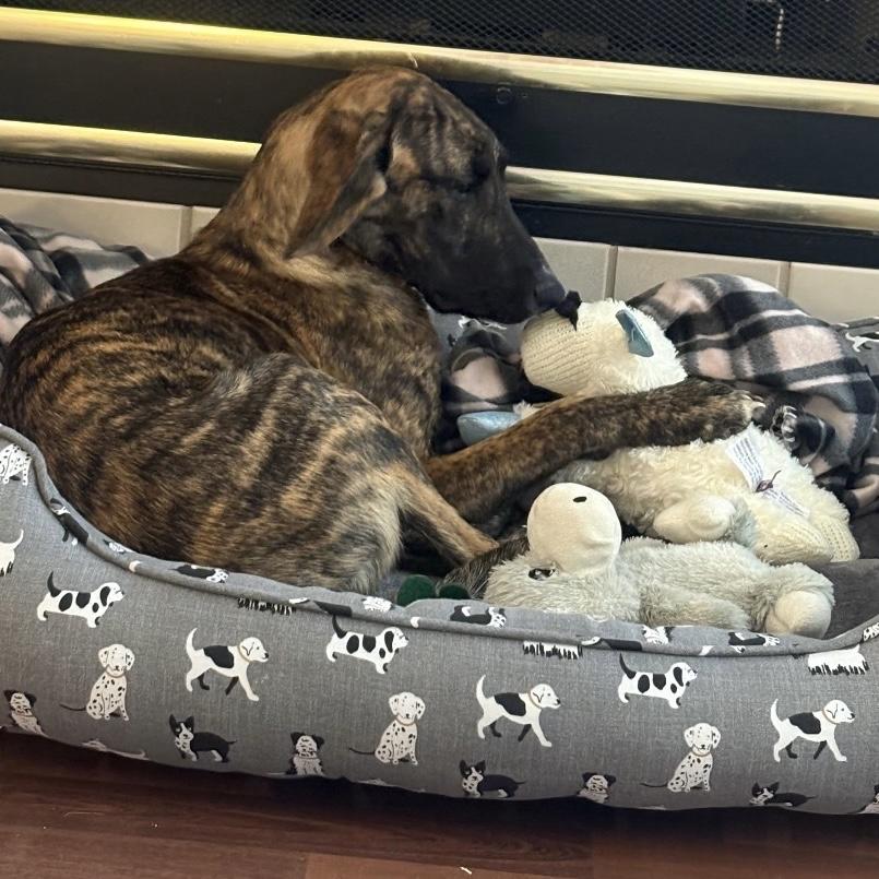 Twix, a ADOPTABLE mixed breed in Libertyville, IL image 3/6