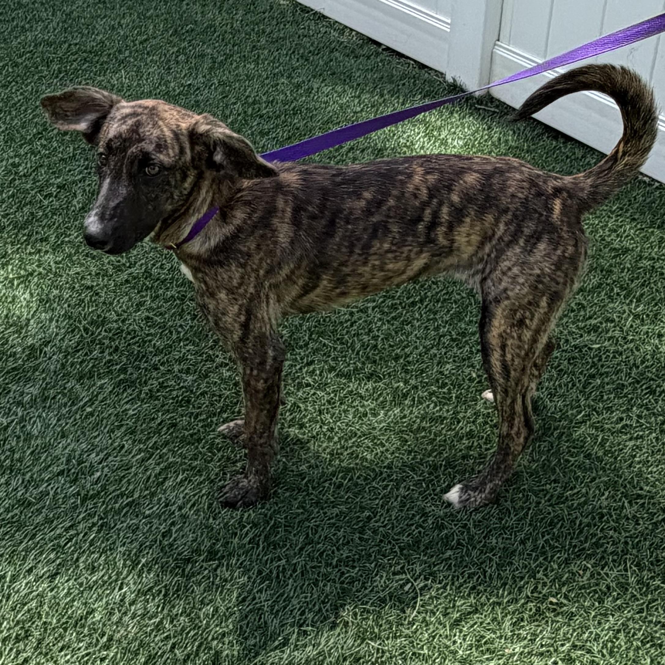 Twix, a ADOPTABLE mixed breed in Libertyville, IL image 4/6