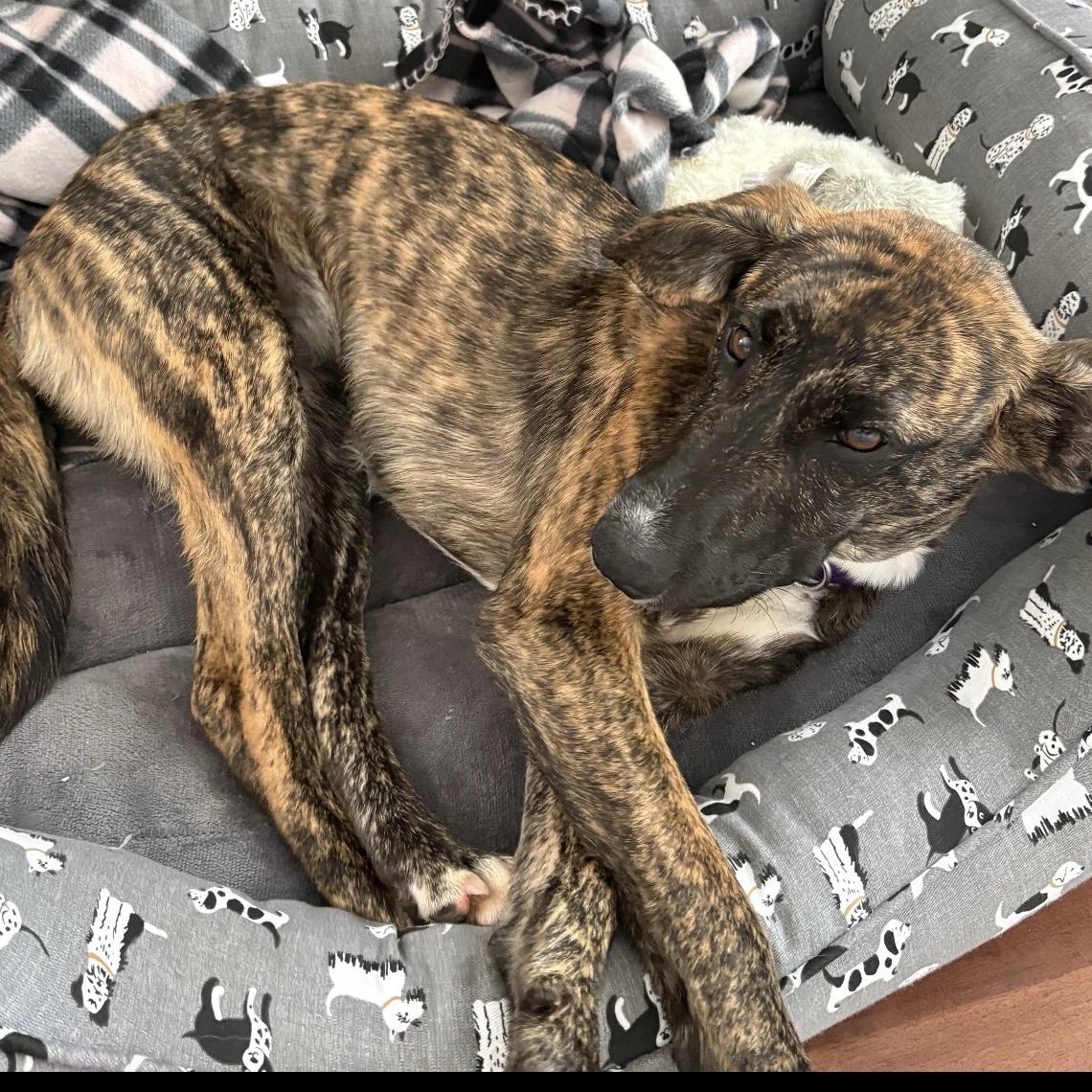 Twix, a ADOPTABLE mixed breed in Libertyville, IL image 5/6