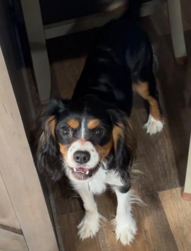 Enlarge Cowboy- In Foster will need to call or email us to set up an appointment. , a Adoptable mixed breed in Wahpeton, ND image 1/3